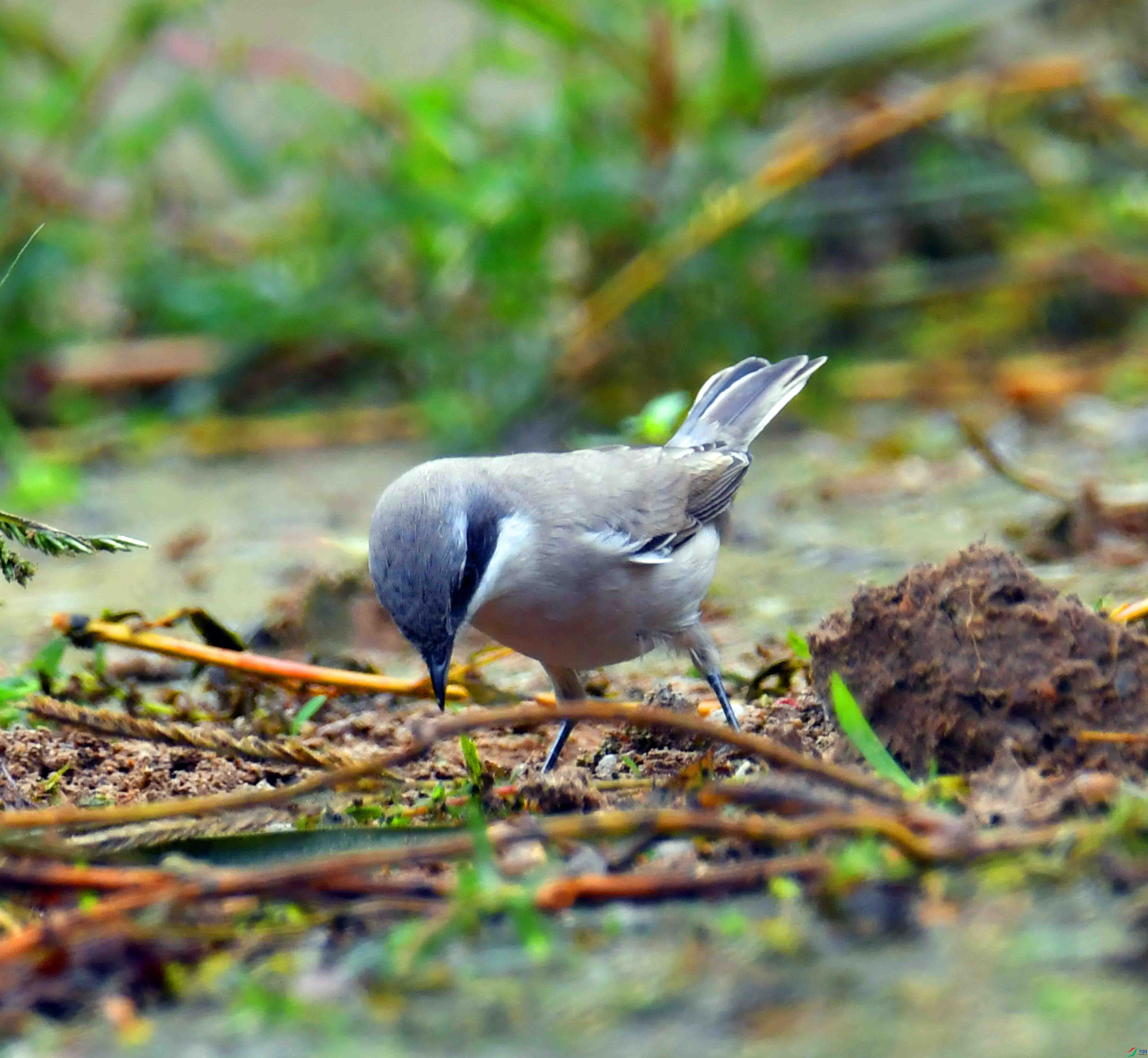 DSC_6991.JPG