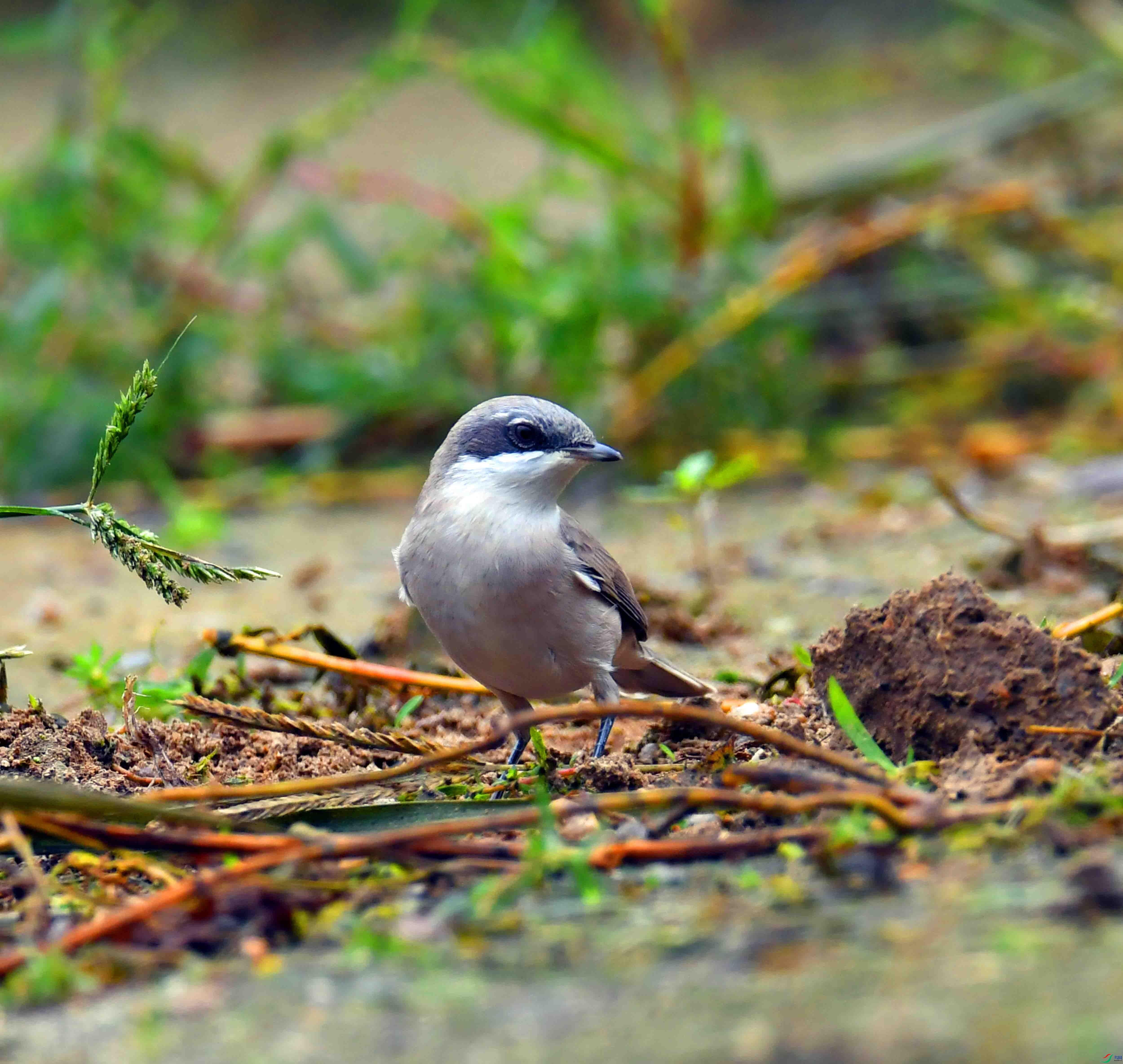 DSC_6997.JPG
