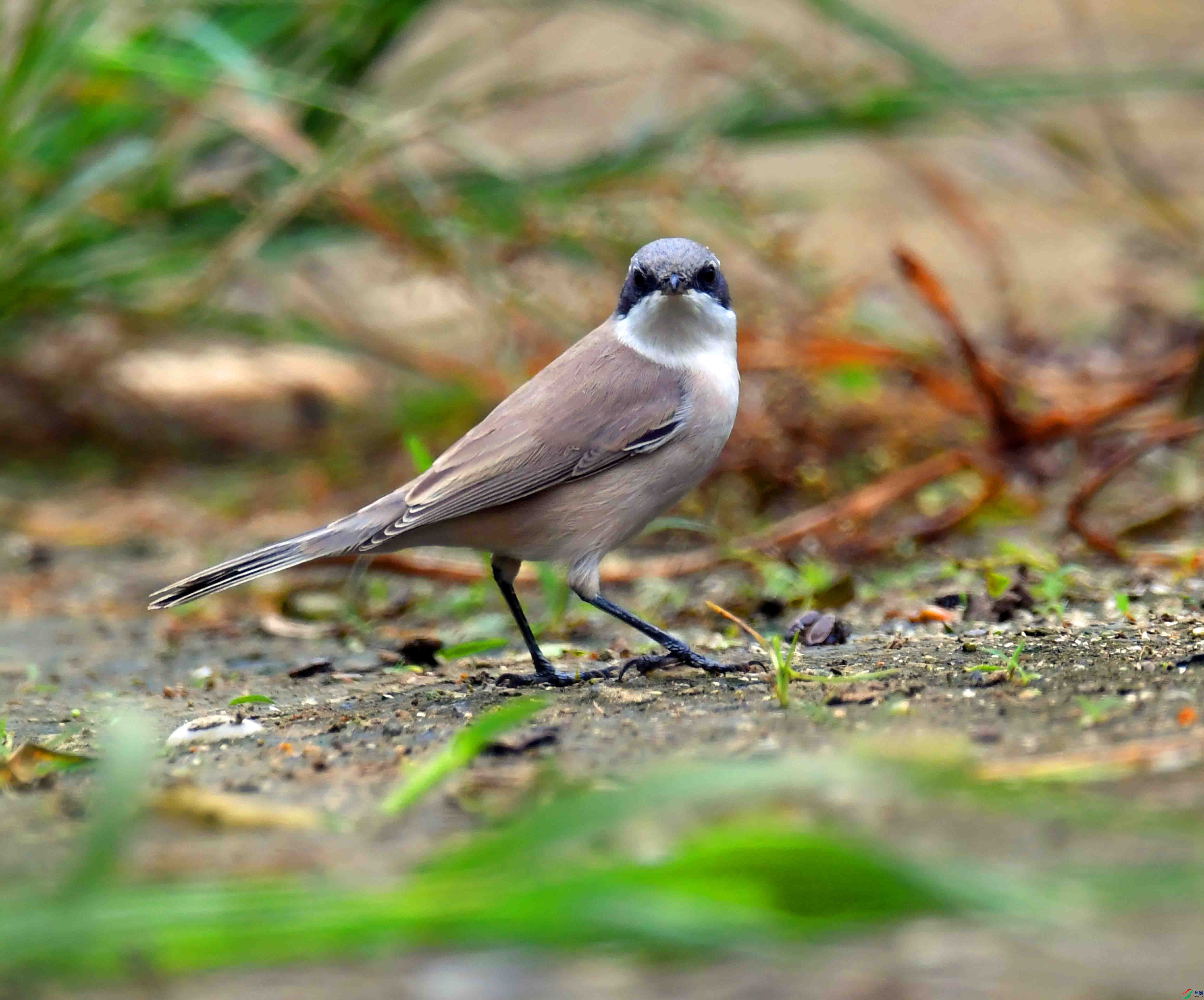 DSC_7055.JPG