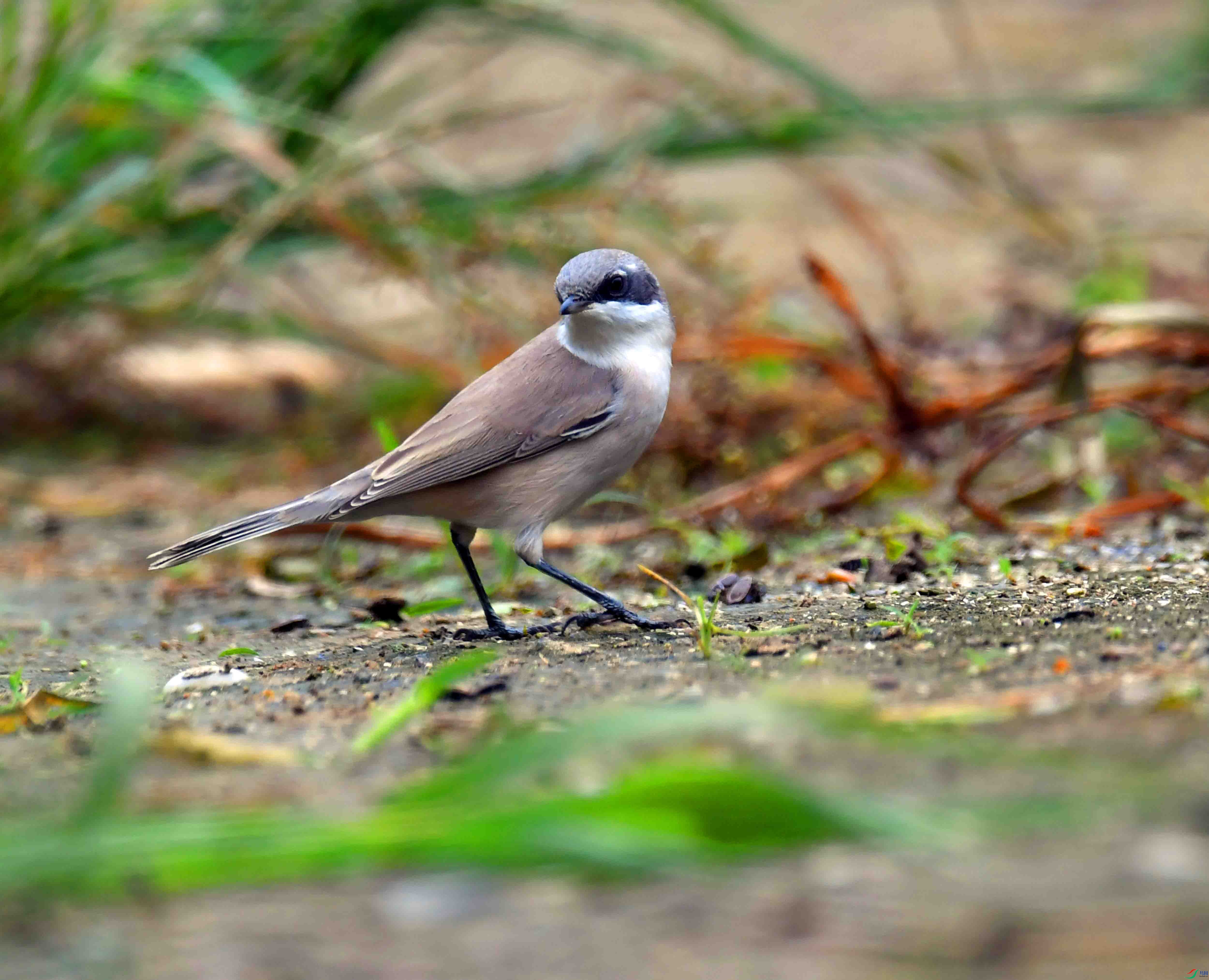 DSC_7056.JPG
