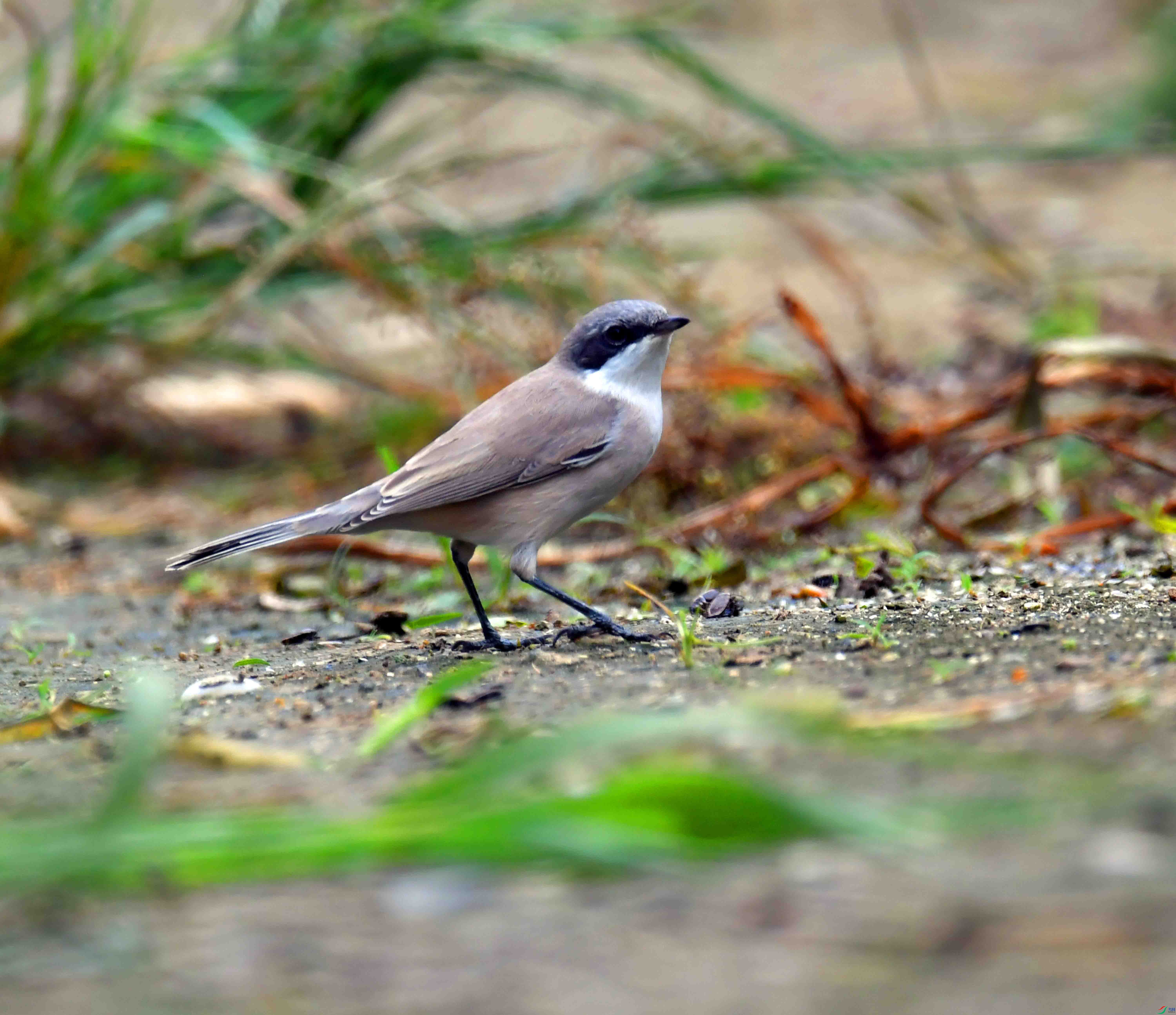 DSC_7057.JPG