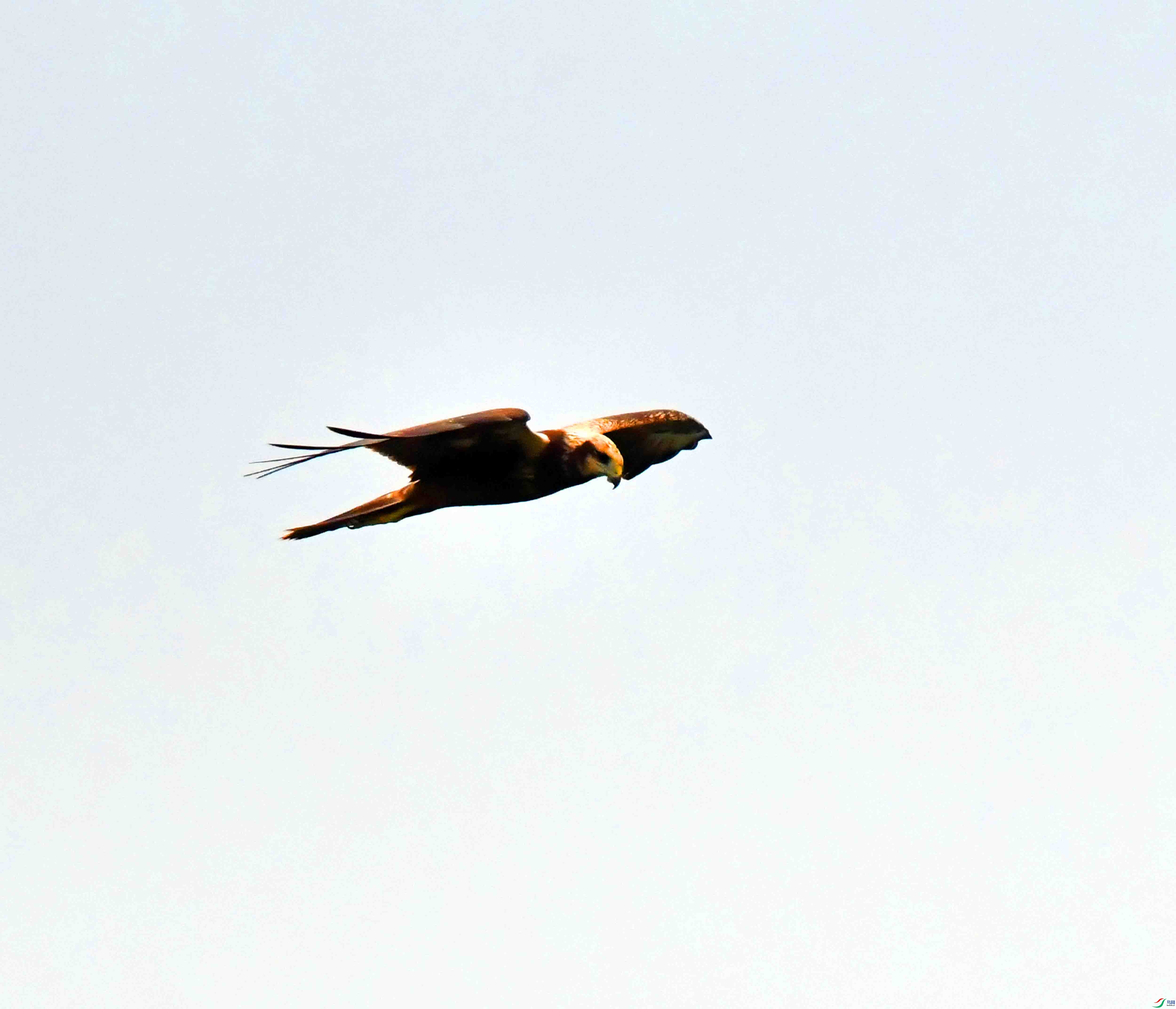 DSC_7504.JPG