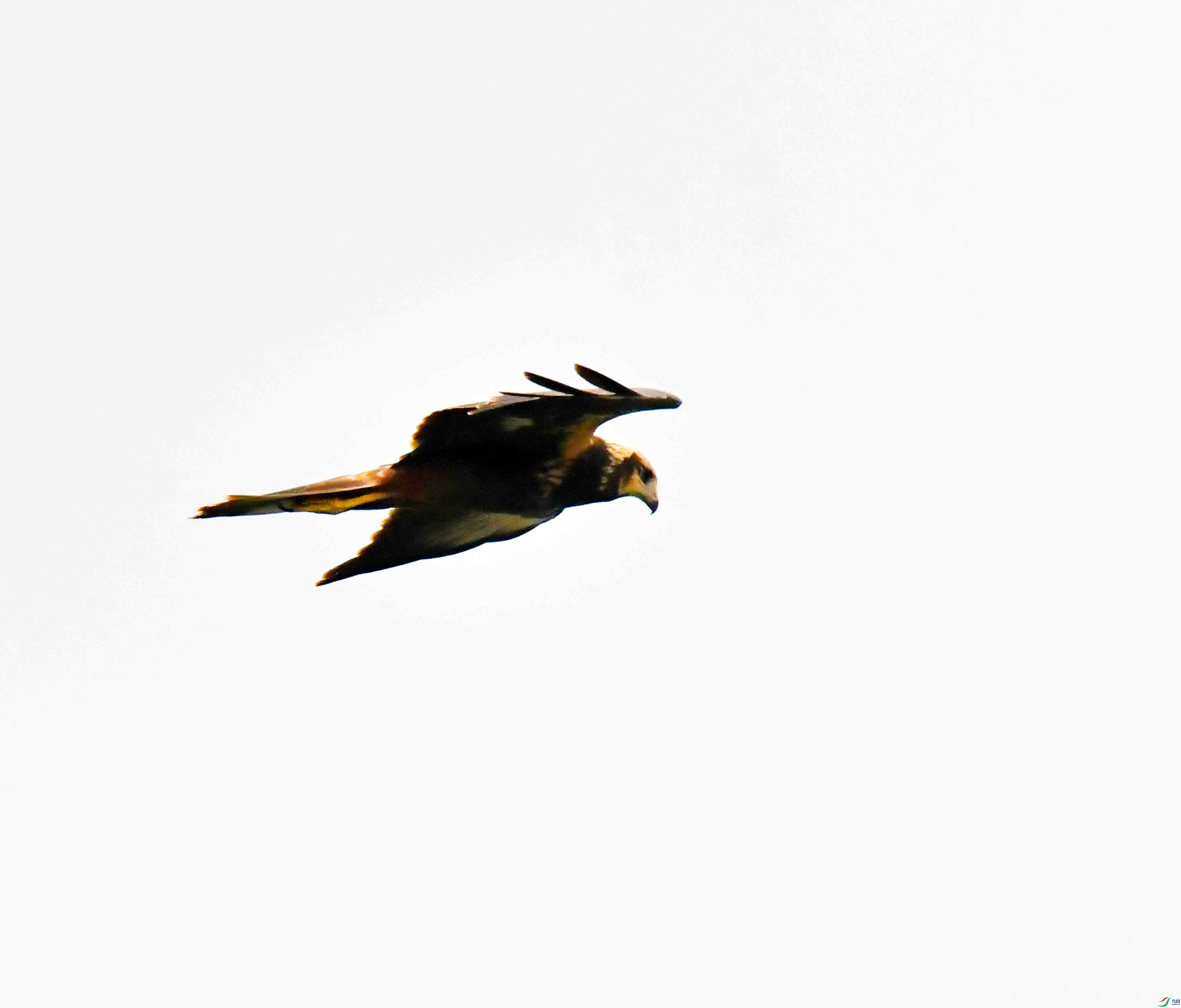 DSC_7520.JPG