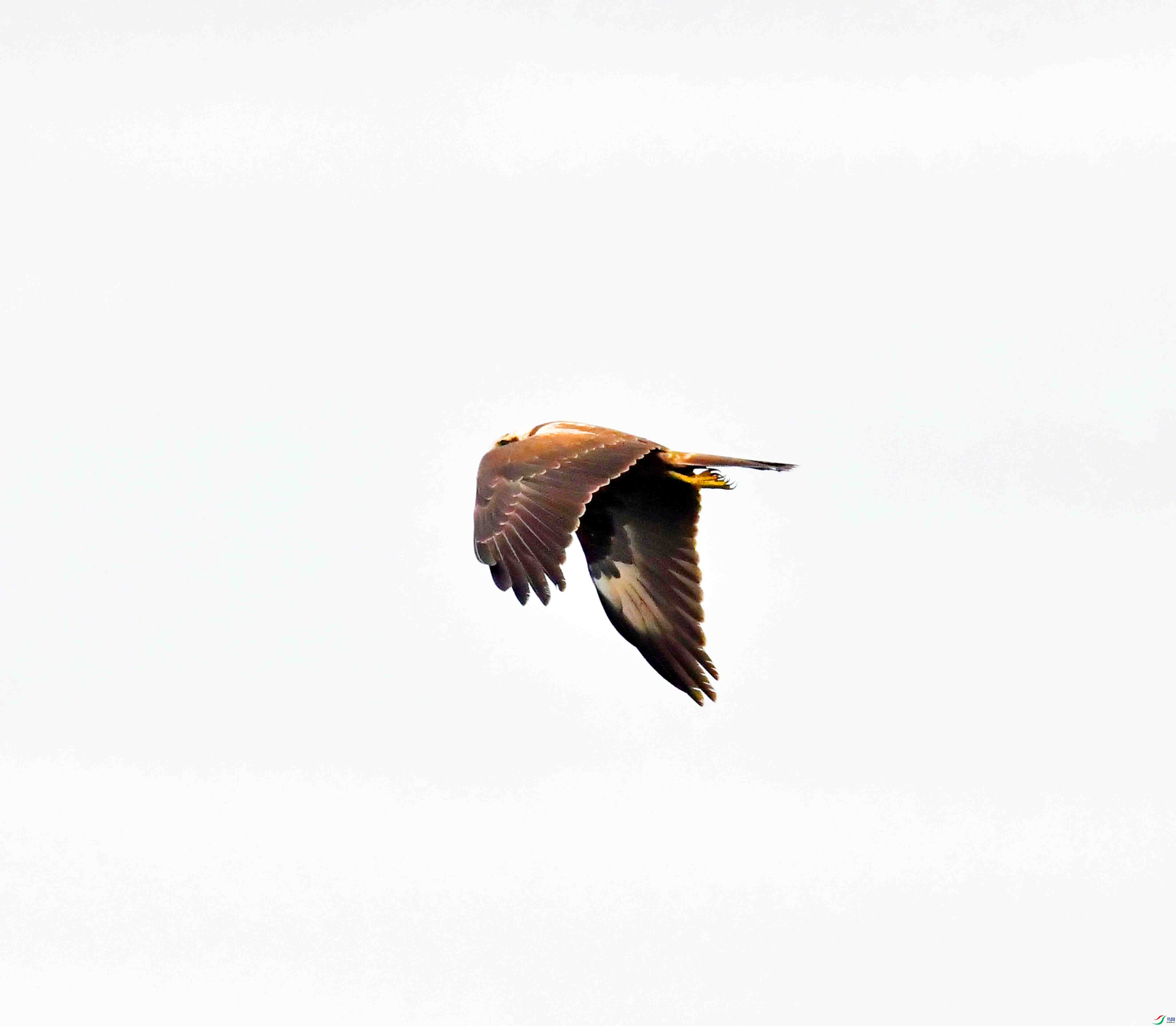 DSC_7537.JPG