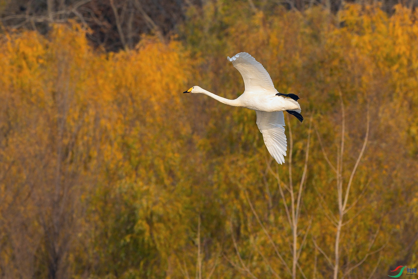 DSC_5100_DxOa.jpg