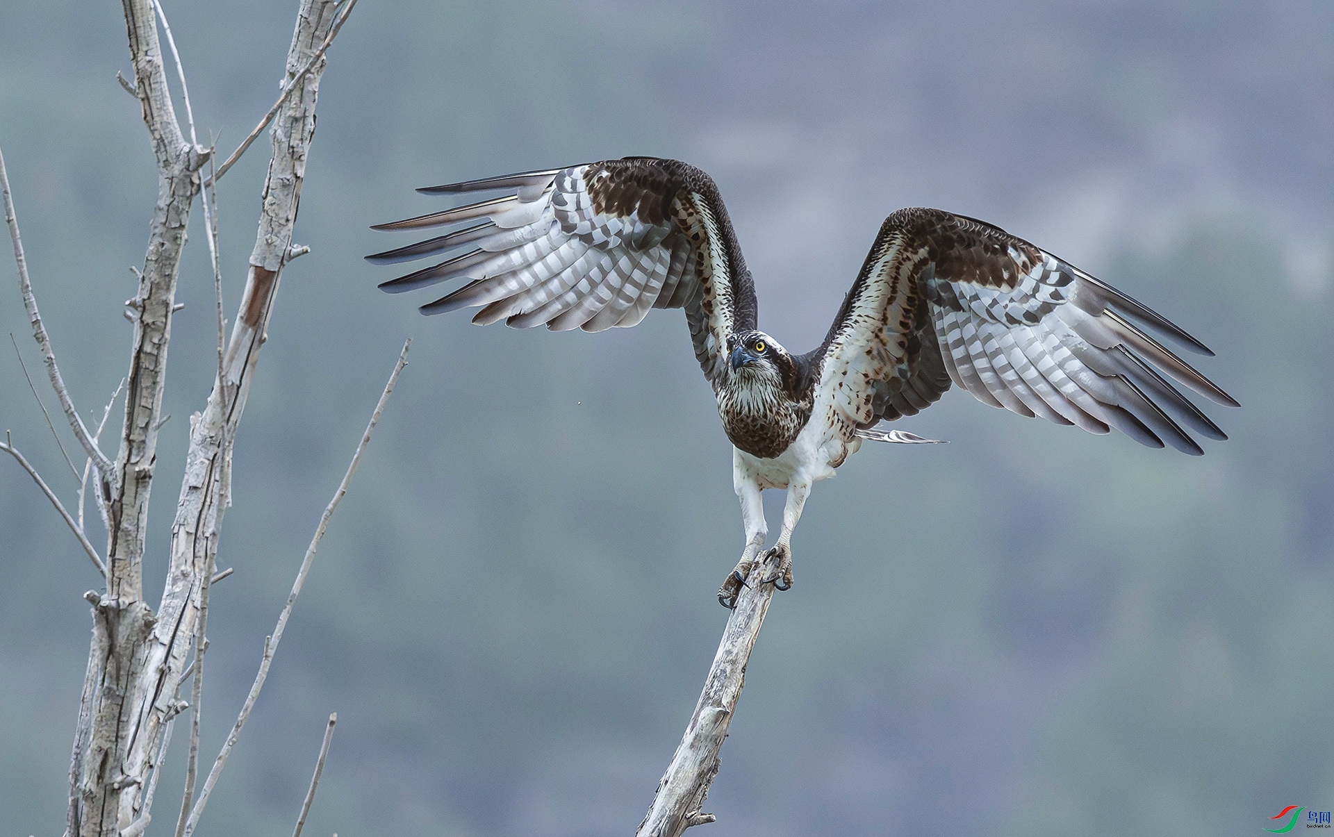 ����չ��