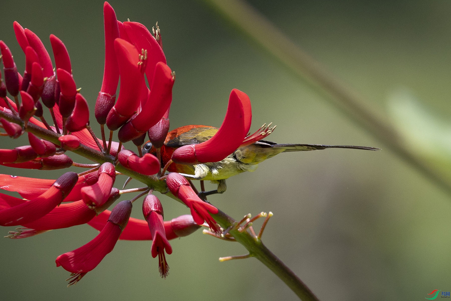 ����̫����08