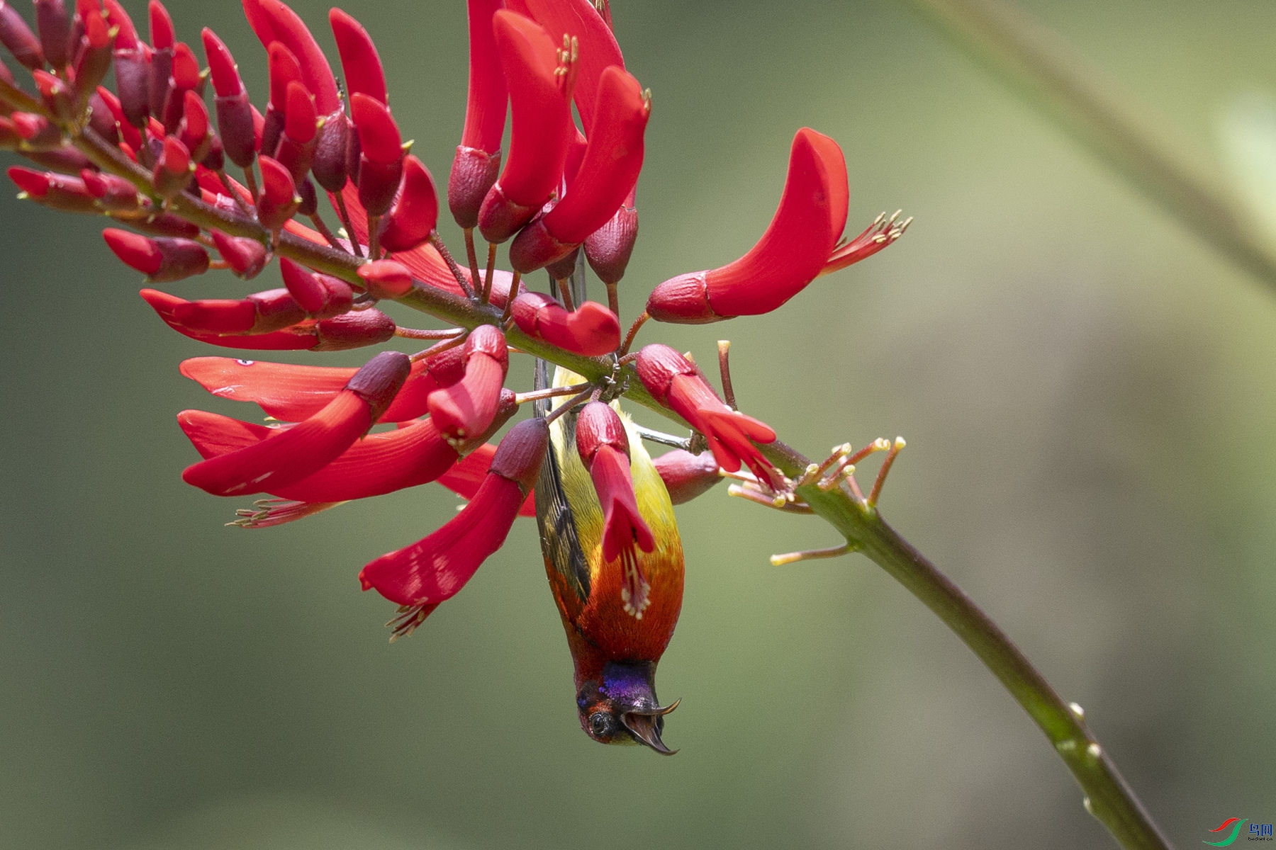 ����̫����10