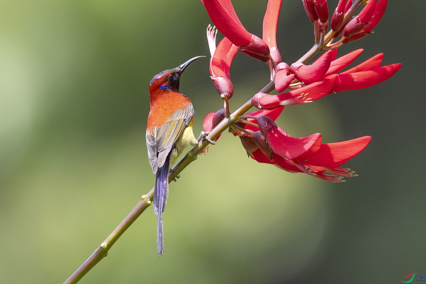 ����̫����17