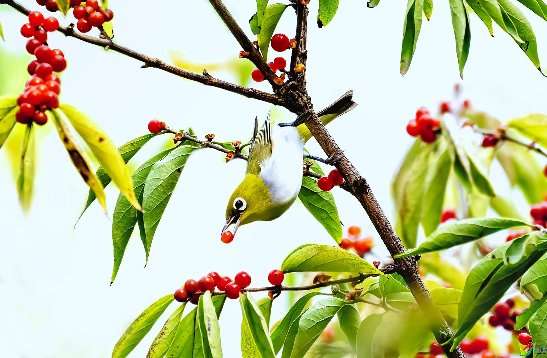 ��в����