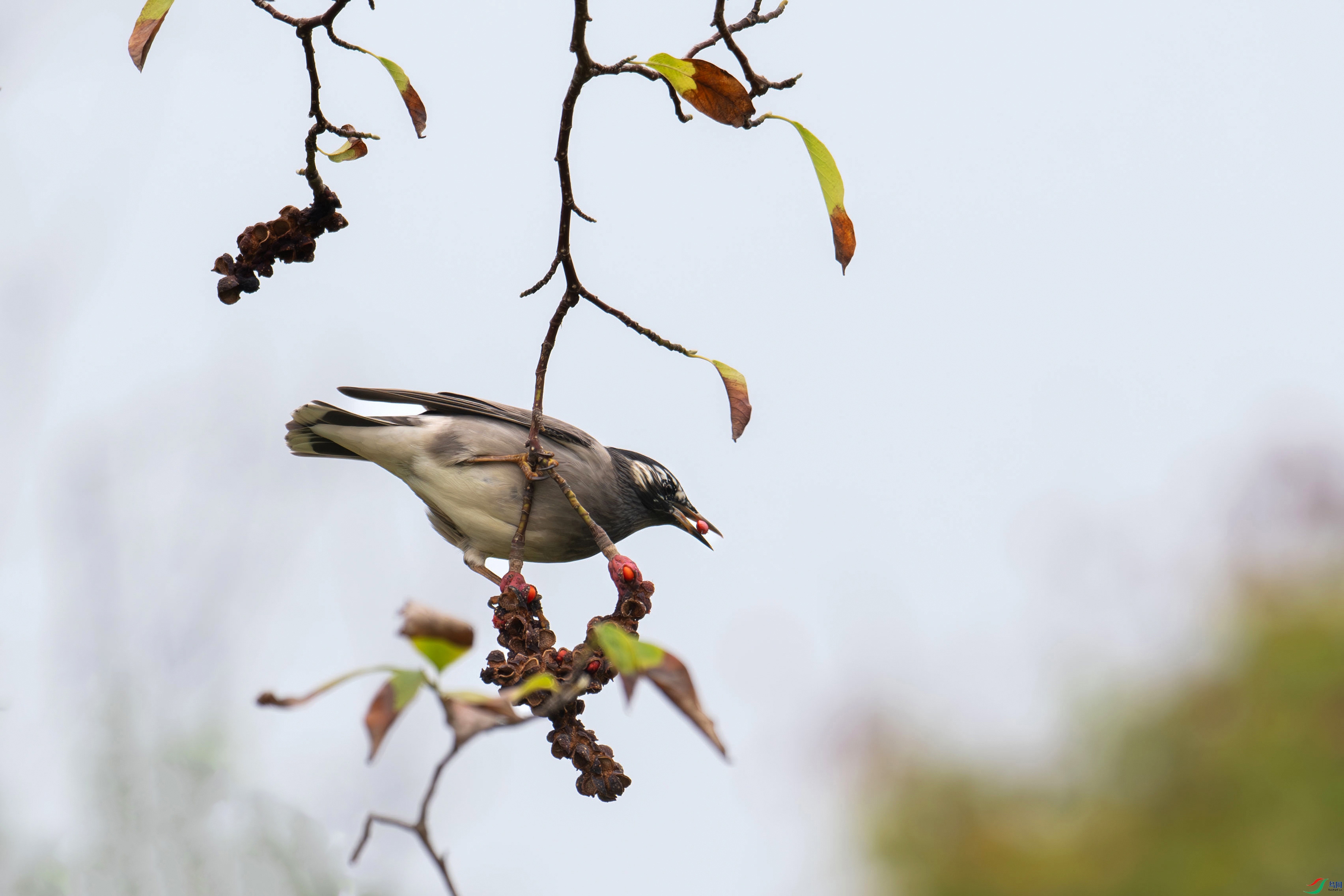 DSC_8634.jpg