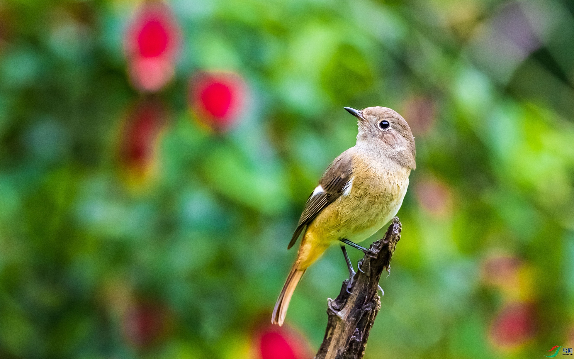 ����β𶣨�ƣ�