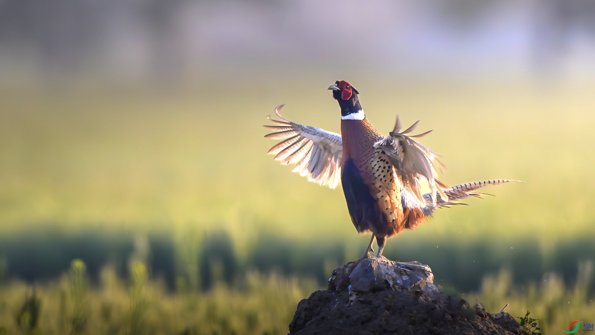 1_XXL0103-����ǿ-NR ����.jpeg