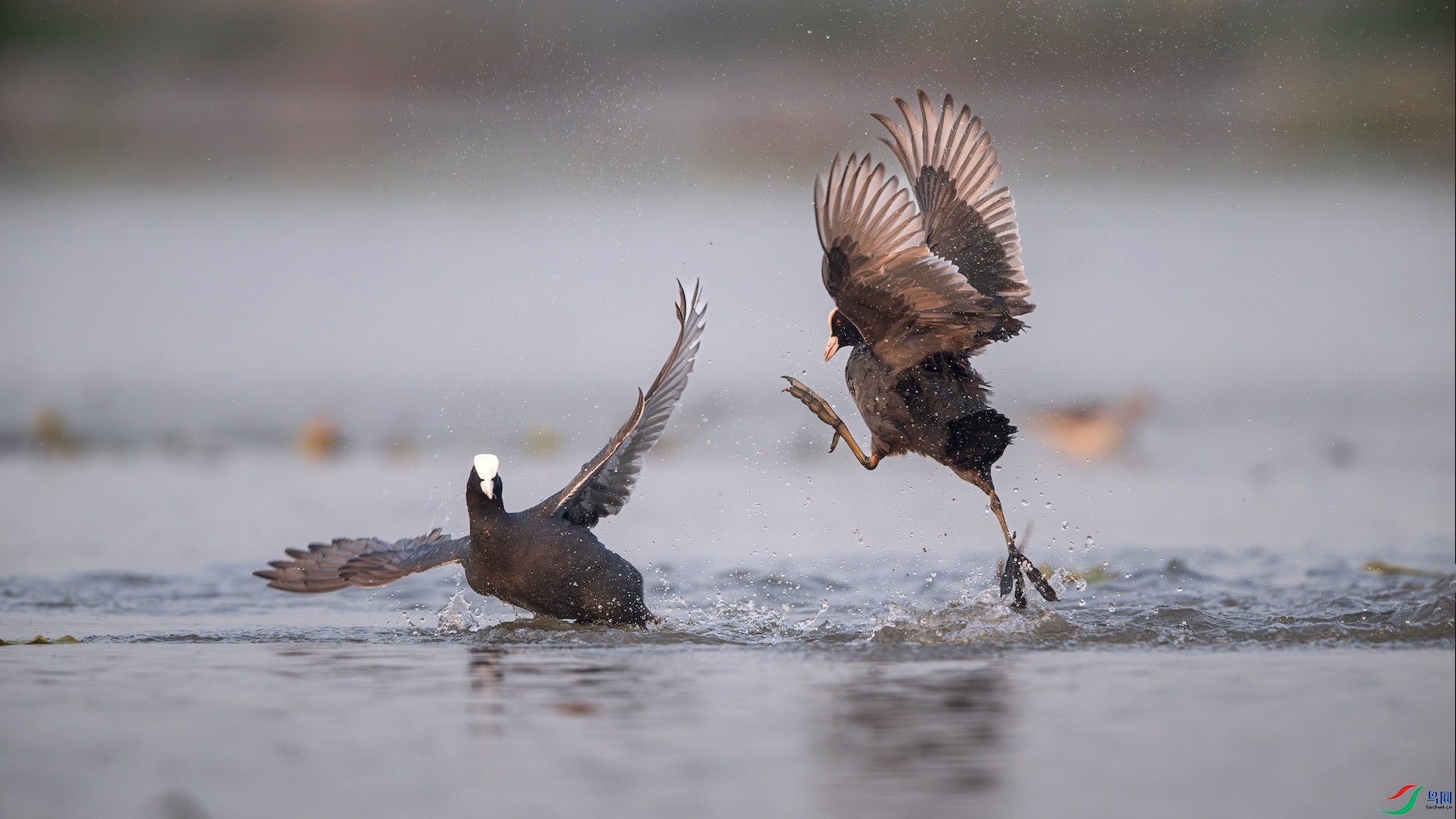 1_XXL7334-����ǿ-NR ����.jpeg