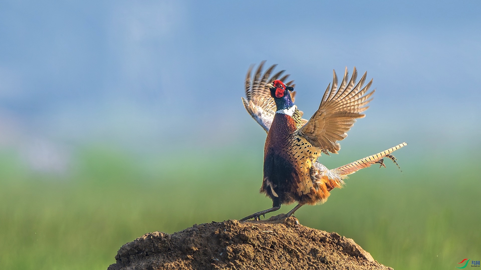 1-2_XXL9452-����ǿ-NR ����.jpeg