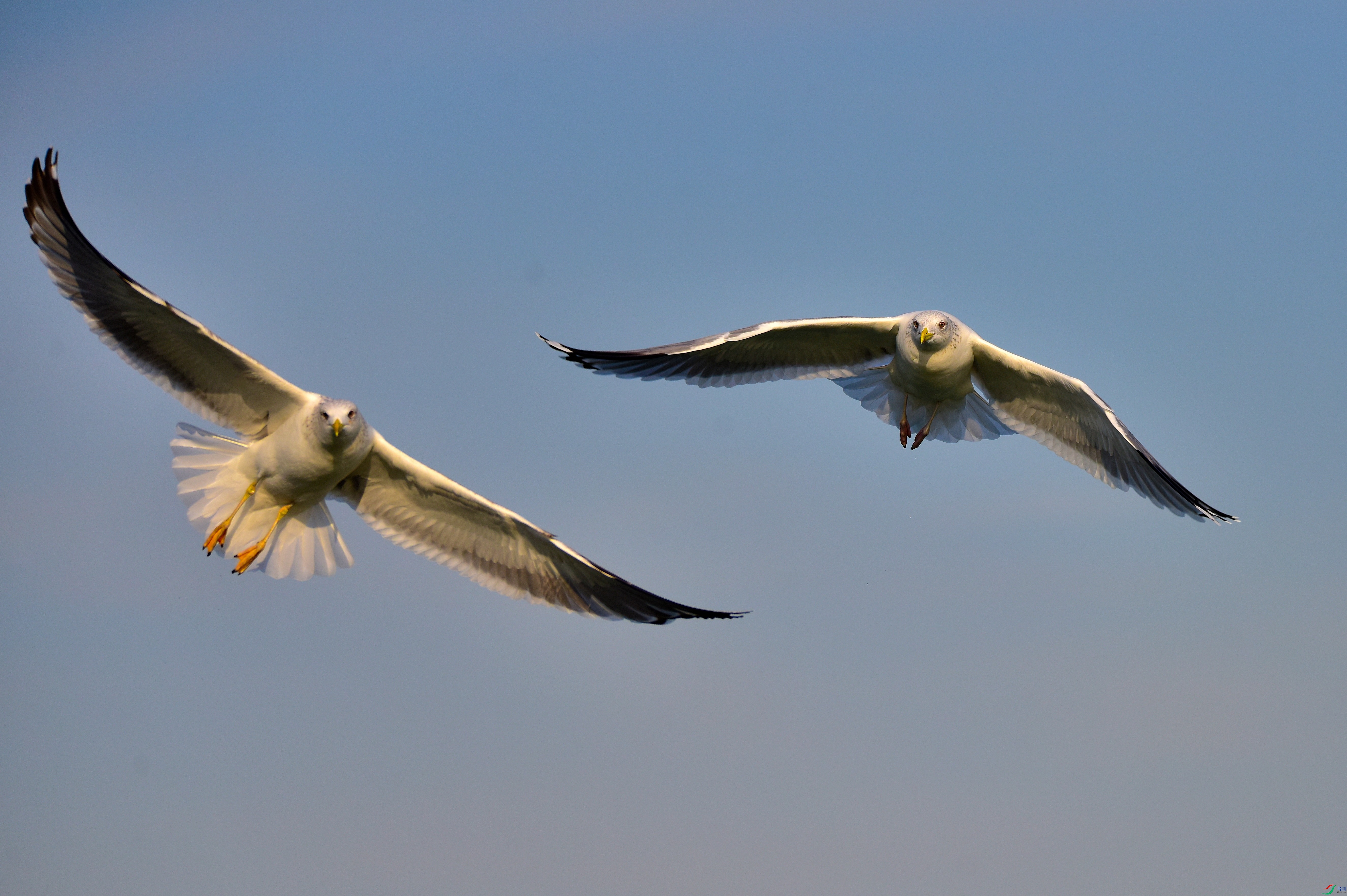 DSC_3456-2019-1-6.JPG