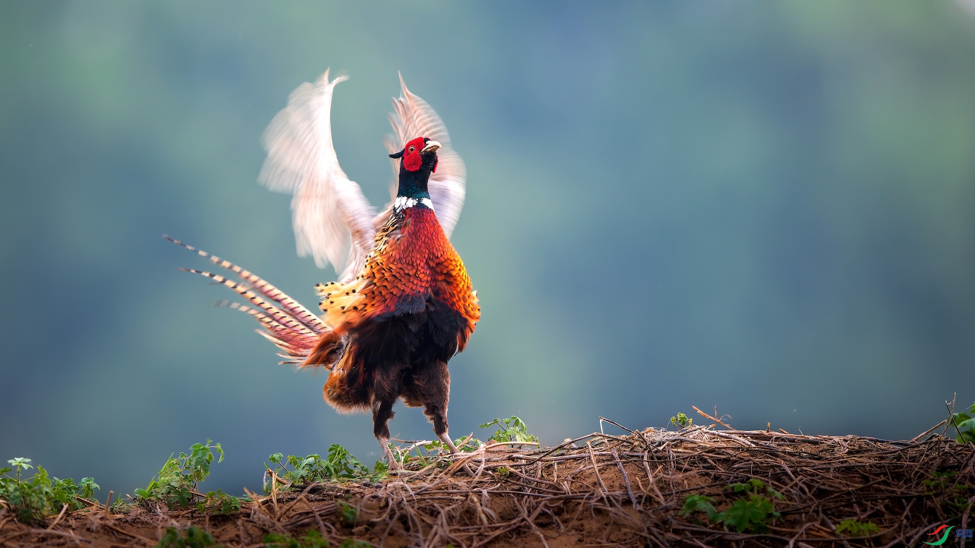 1_XXI2778-����ǿ-NR-1 2.jpeg