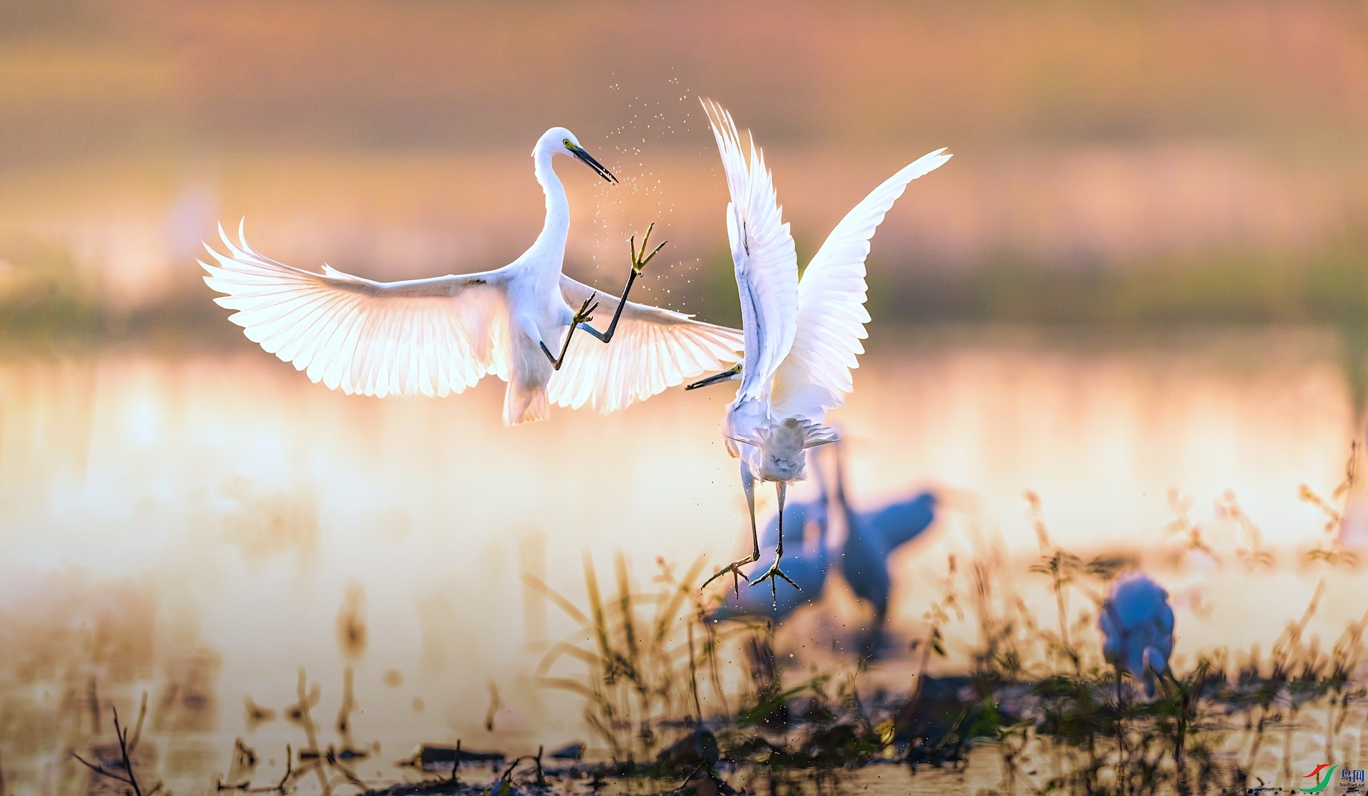 1XXL_3456-1 �����ĸ���2.jpeg