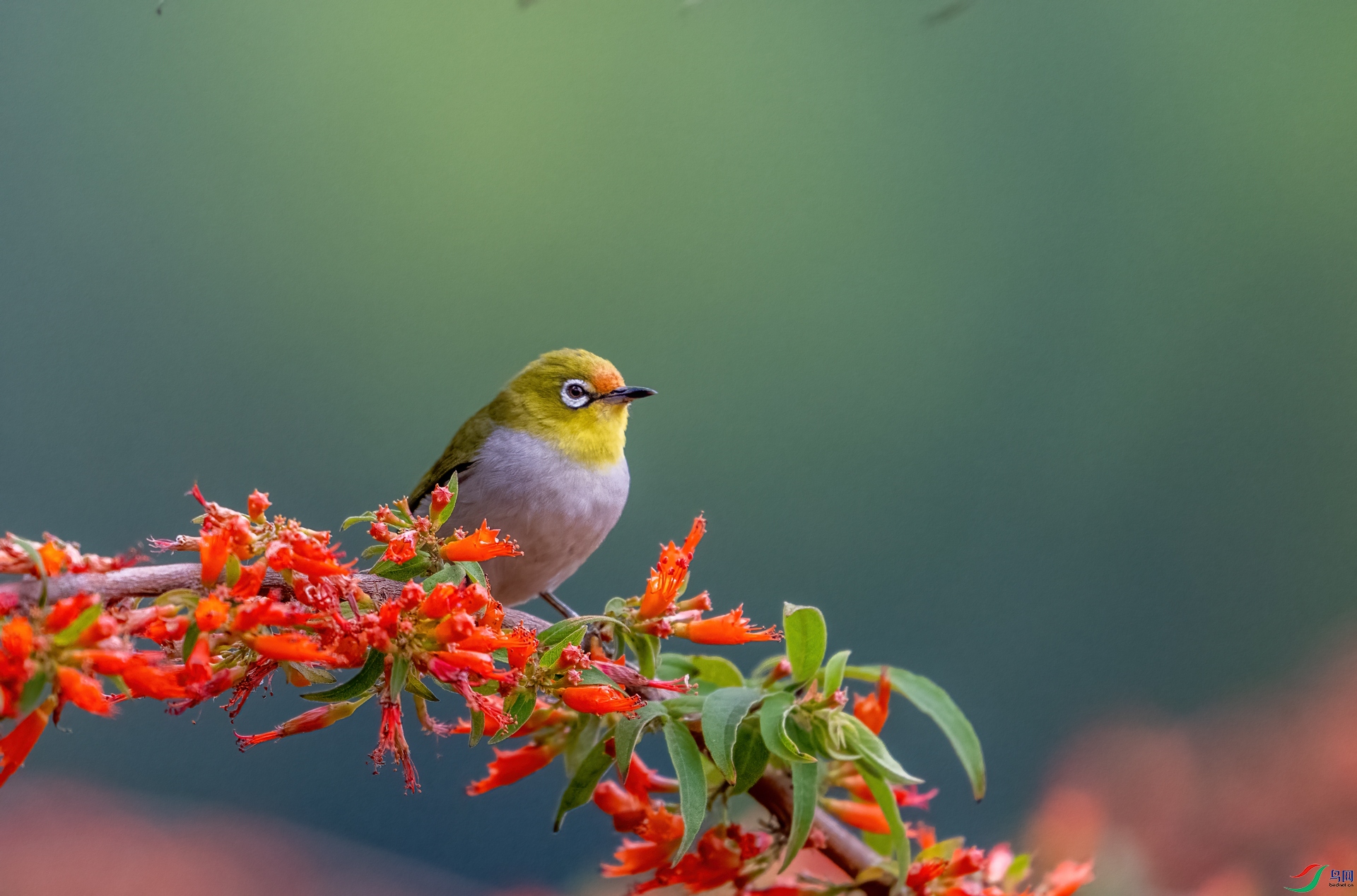 DSC_5493-1.jpg