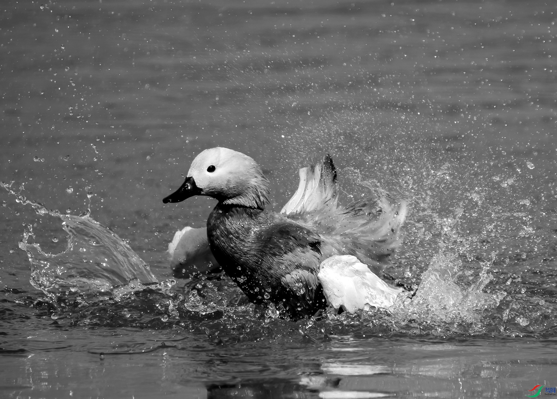 DSC05366 ����_����.jpg