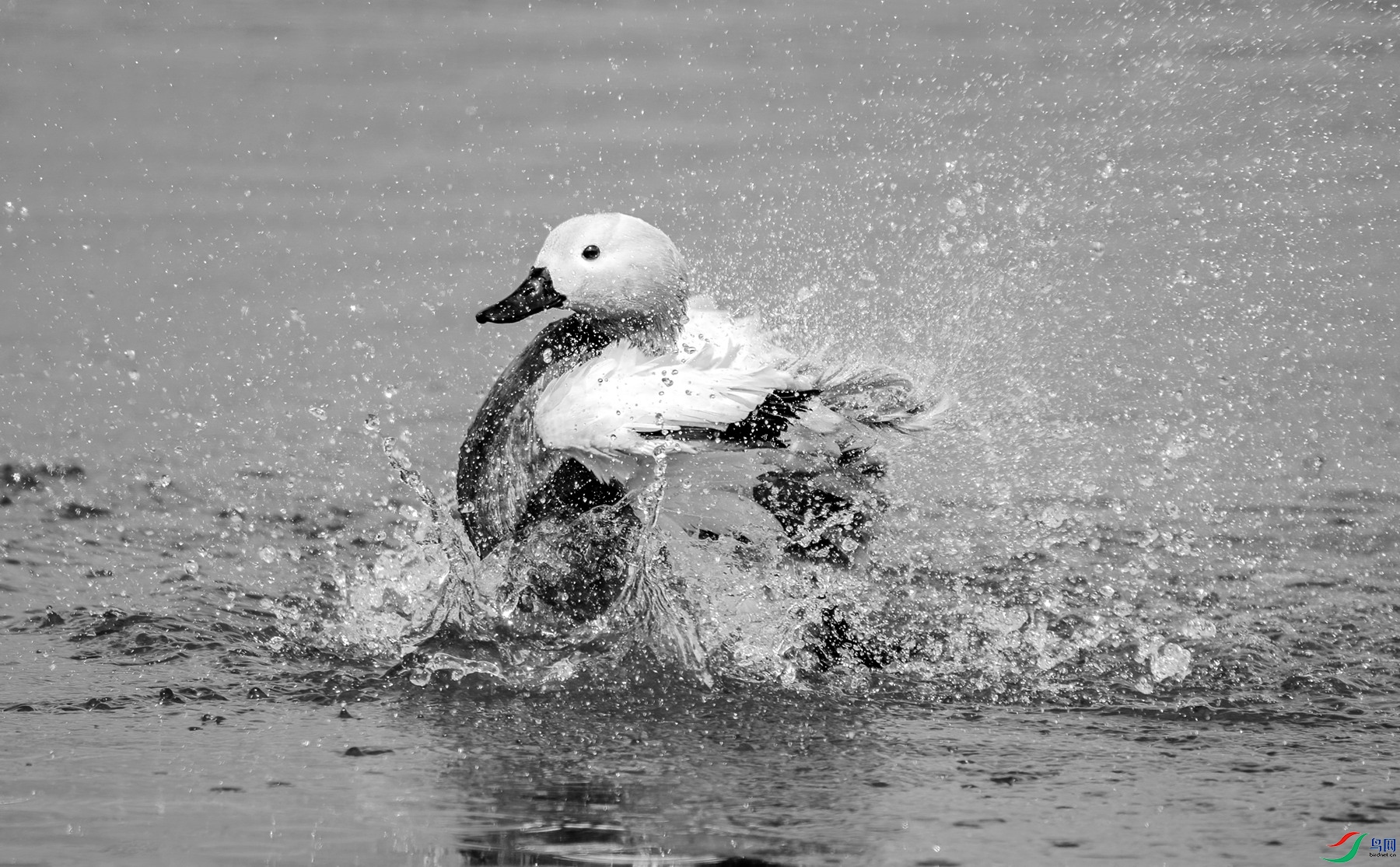 DSC05375 ����_����.jpg