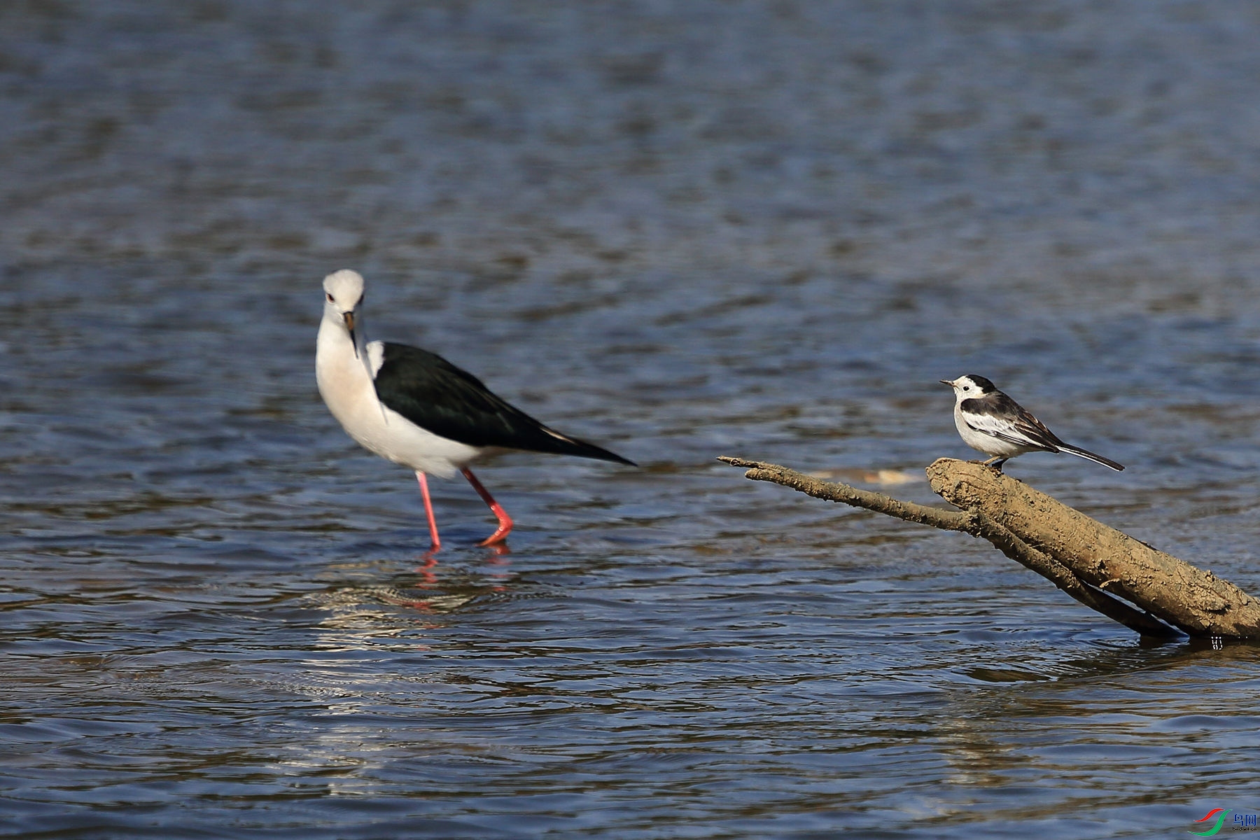 �ڳ᳤����1