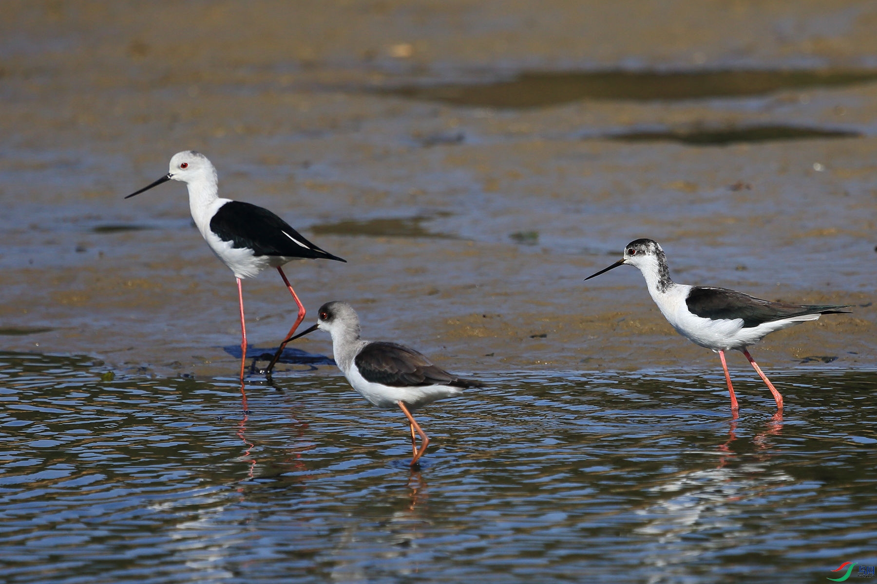 �ڳ᳤����5