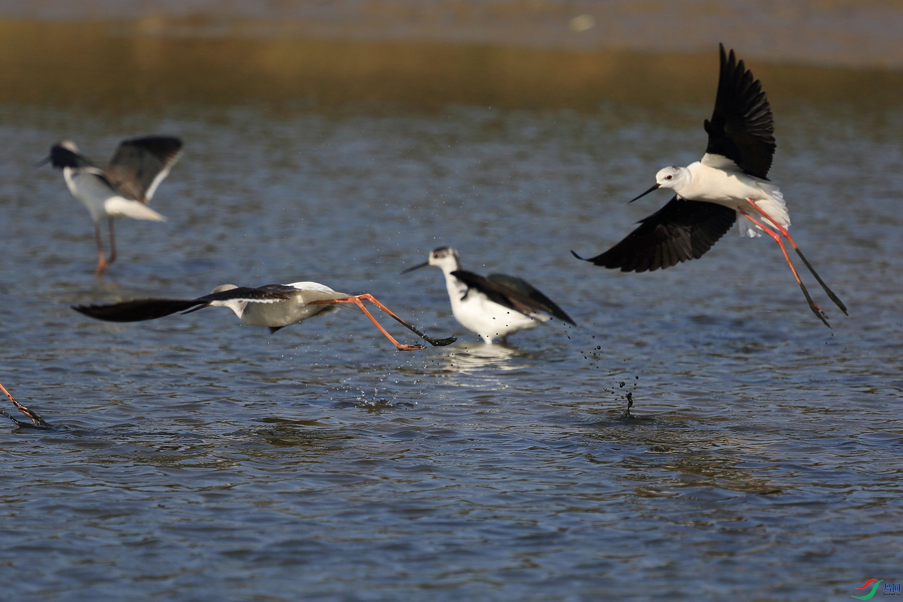 �ڳ᳤����6