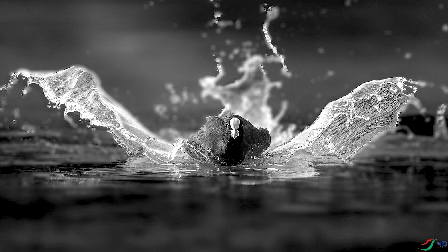 1_XXL8889-����ǿ-NR ���� 3-1-1.jpg