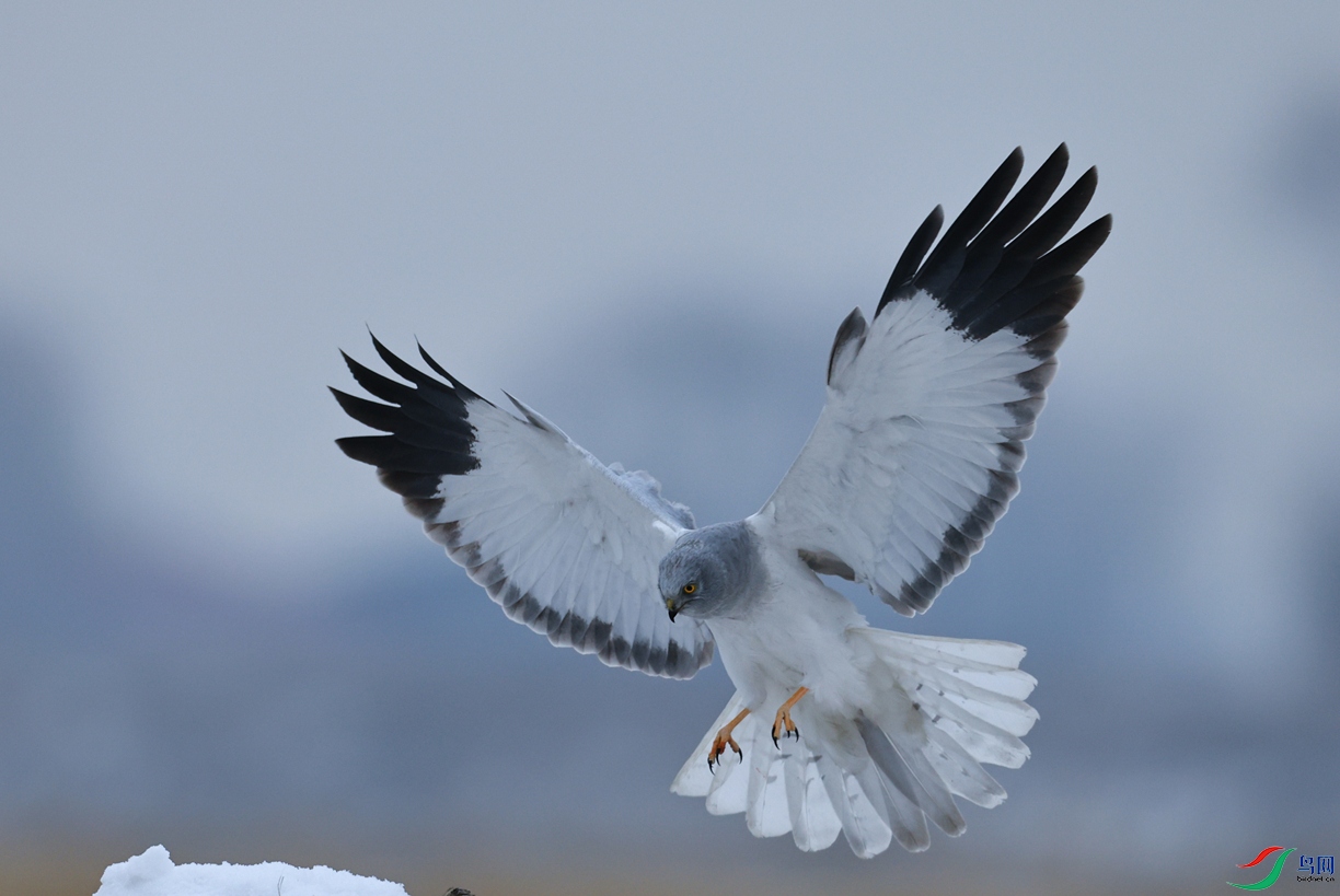 724A2337 ����_����.jpg