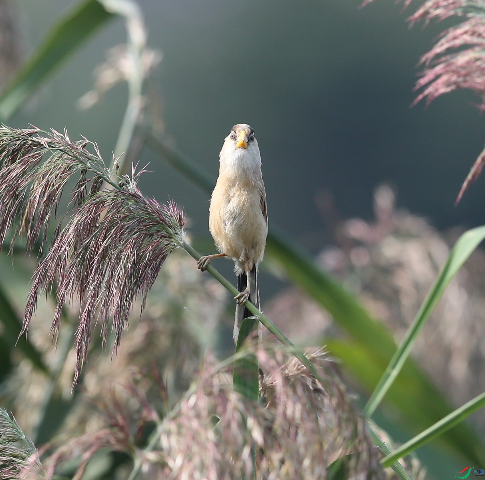 D89P6059.JPG