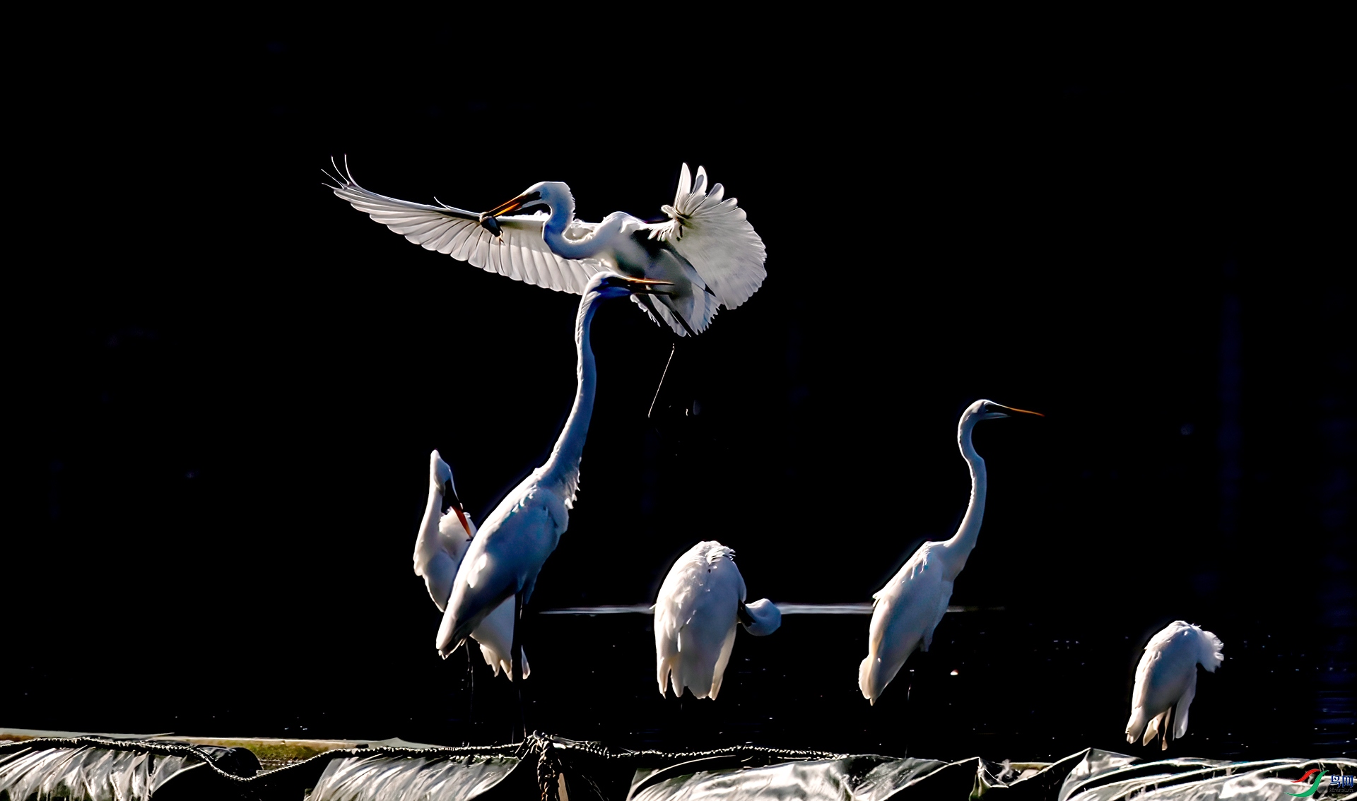 407A0126 ����-Sh---1 .jpg