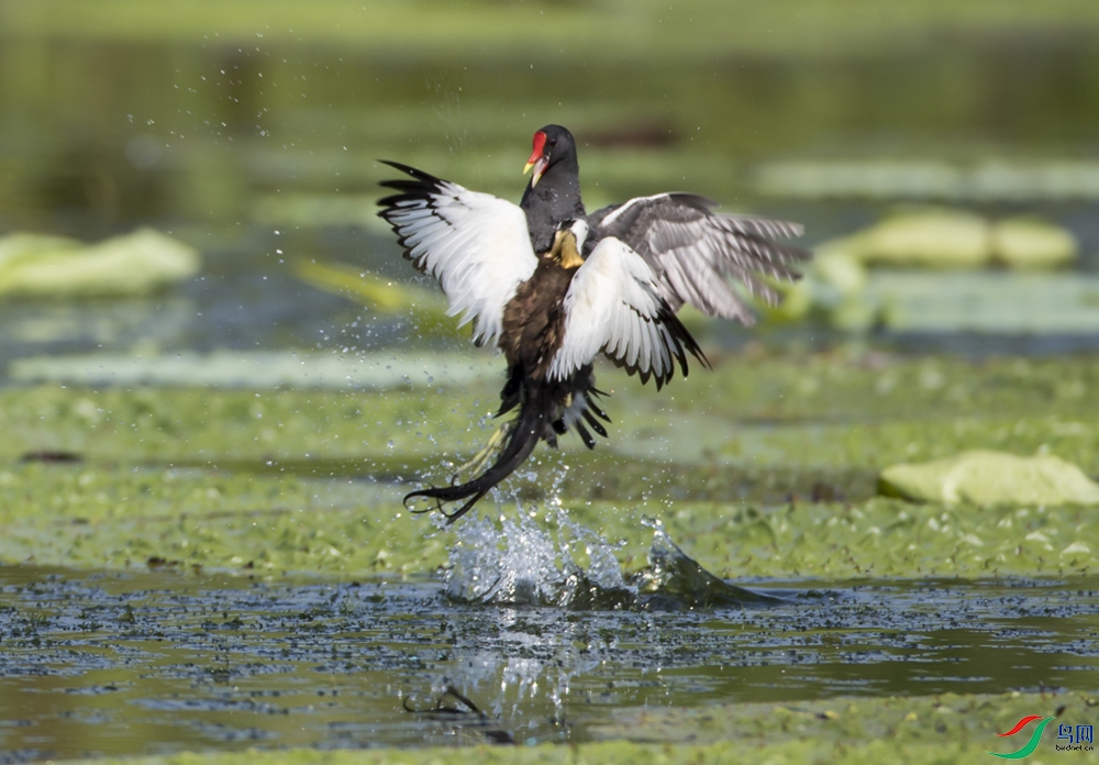 ������ˮ��.jpg