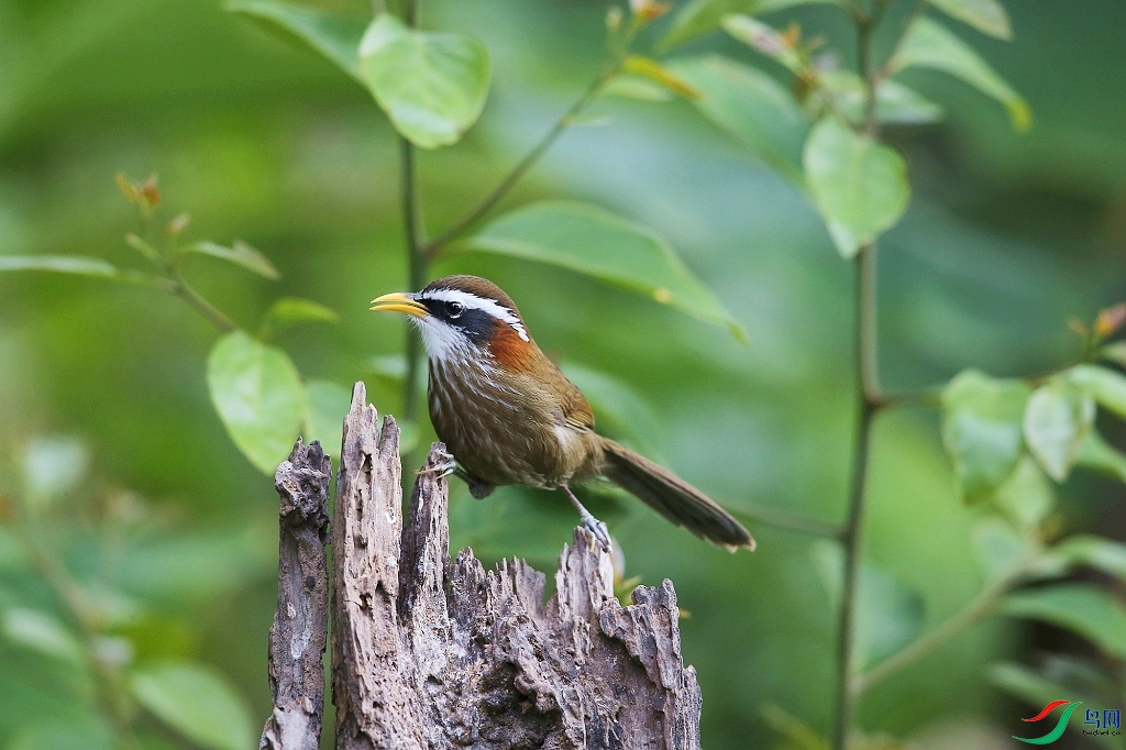 ���� IMGL0171.JPG