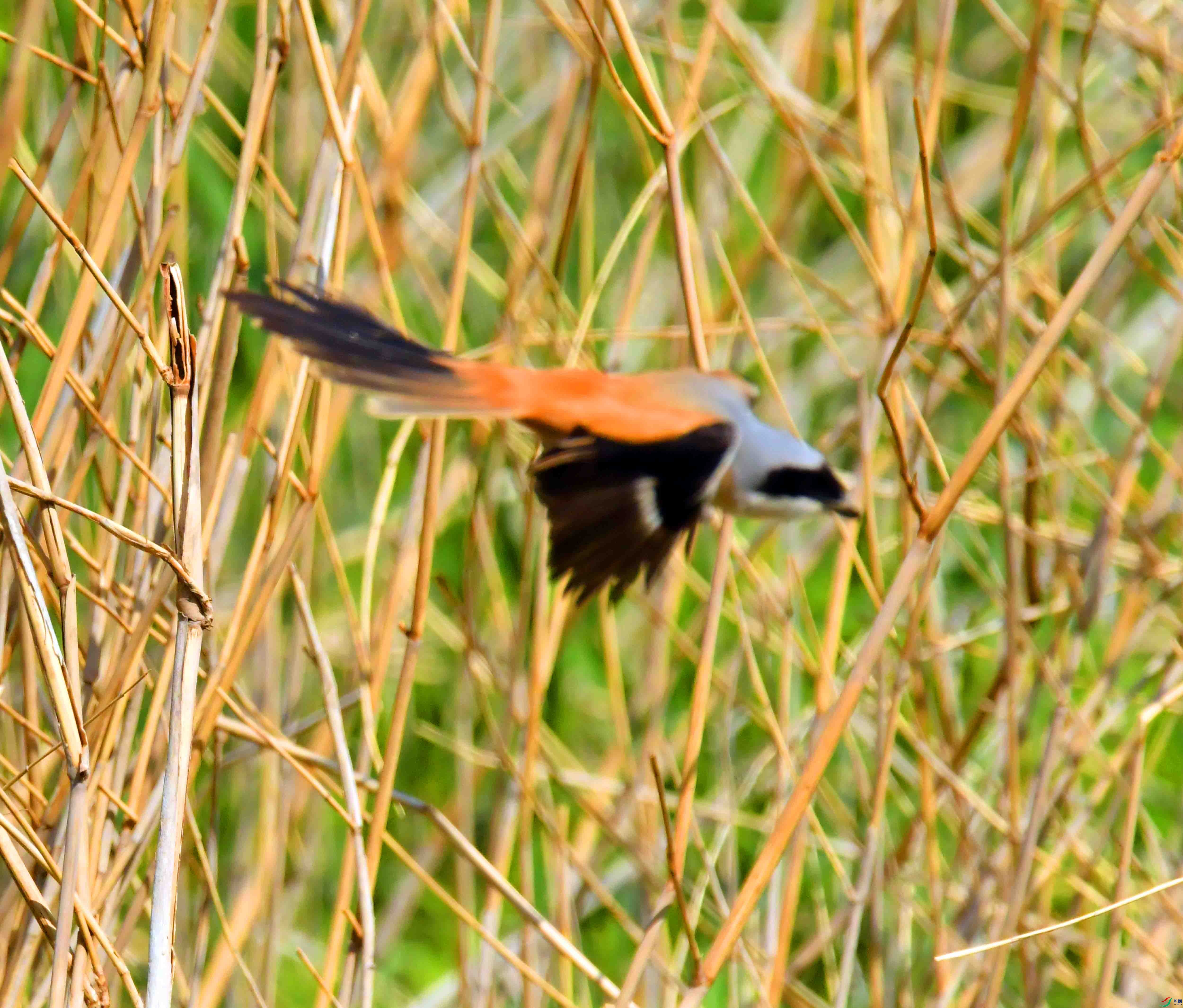 DSC_0265.JPG
