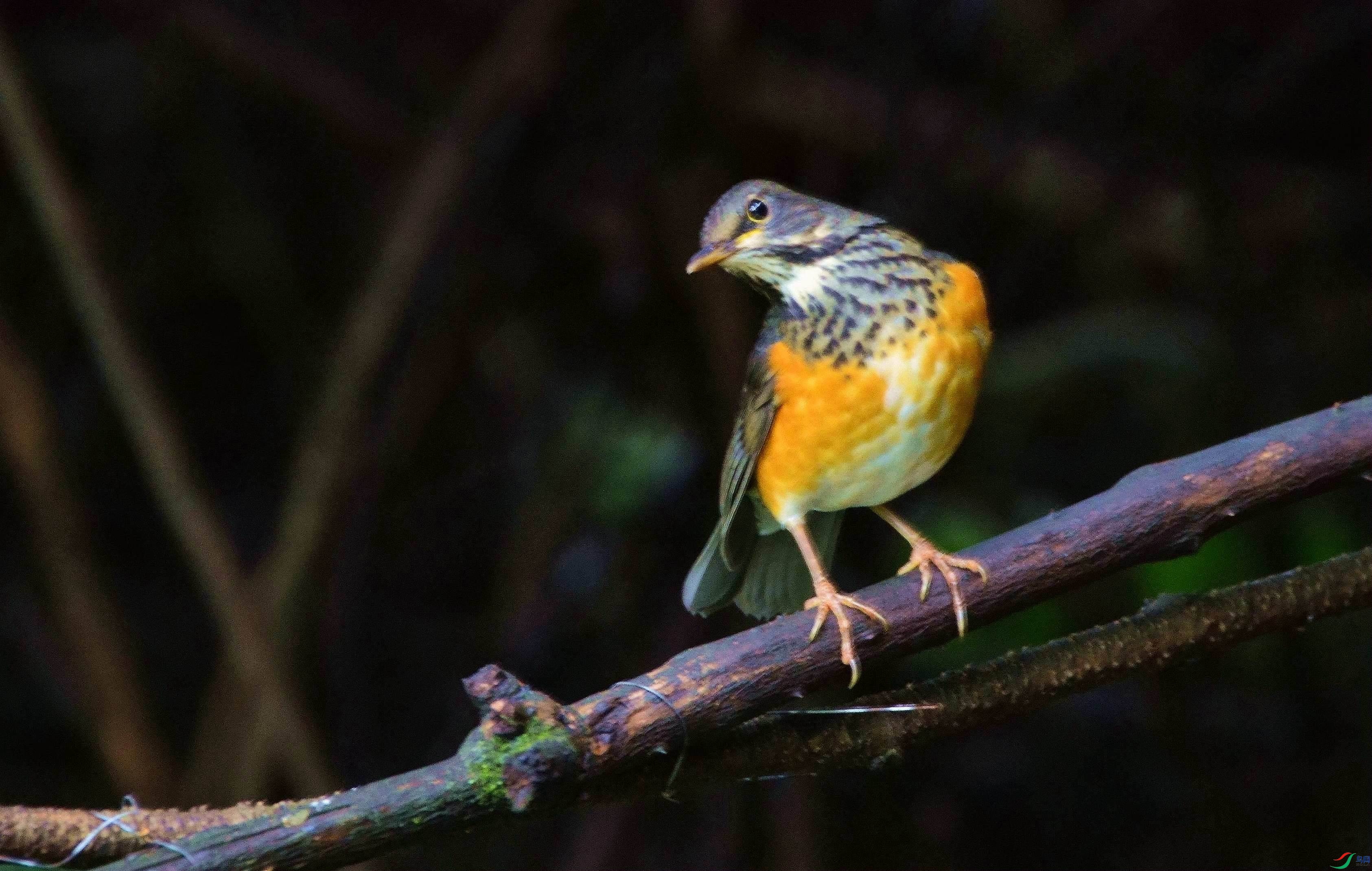 DSC_7664.JPG