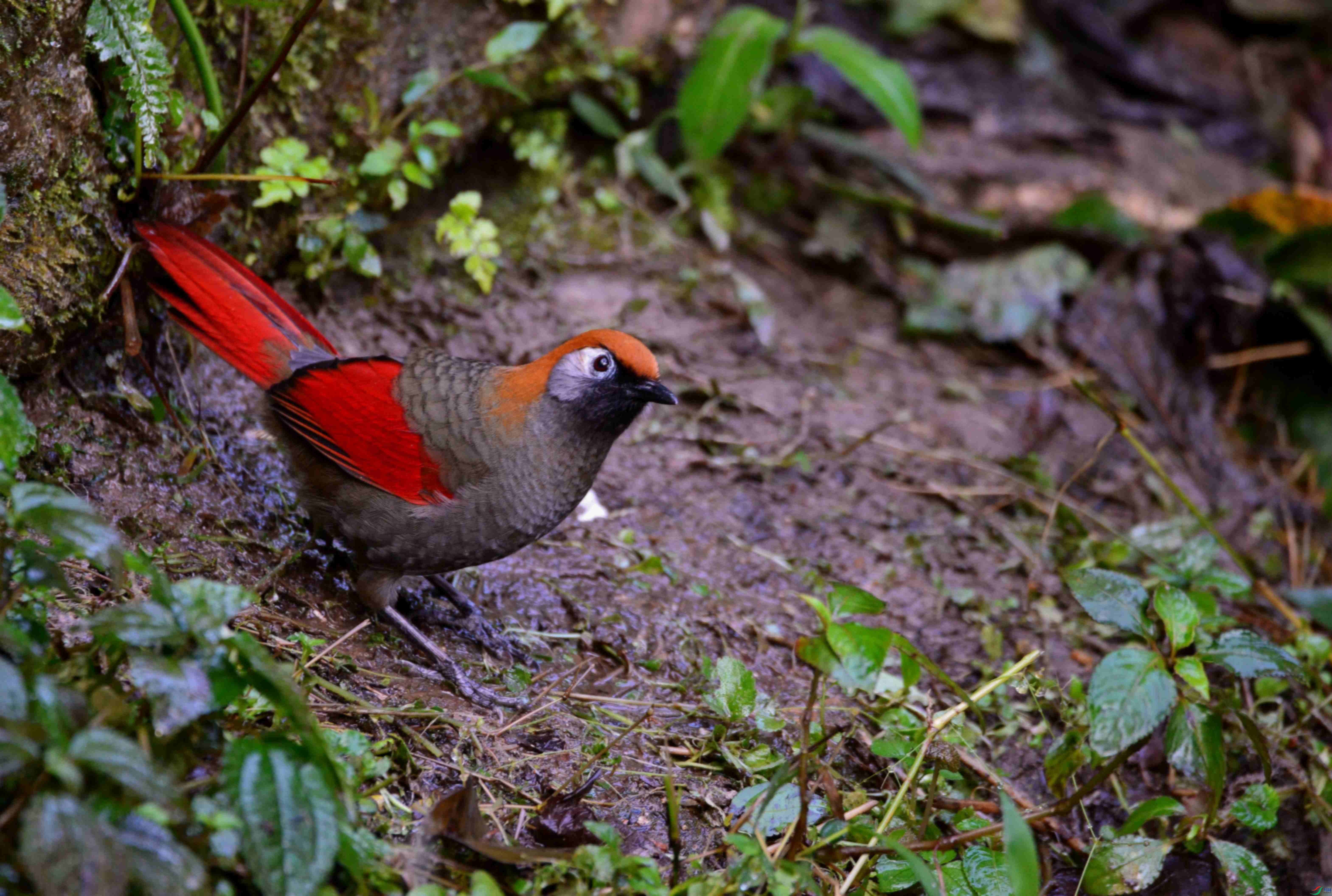 DSC_0703.JPG