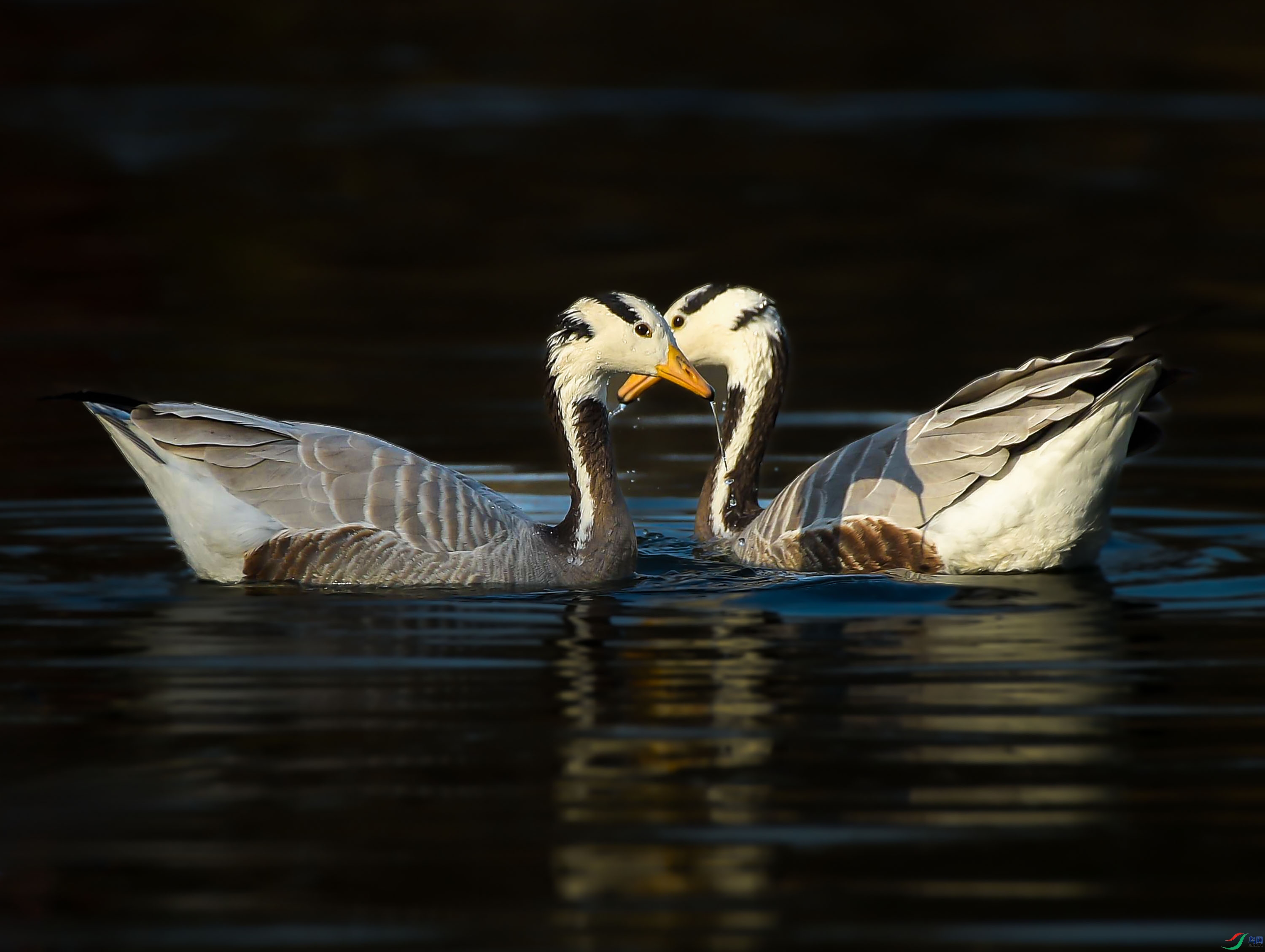 DSC_9724--��ͷ��--3.jpg