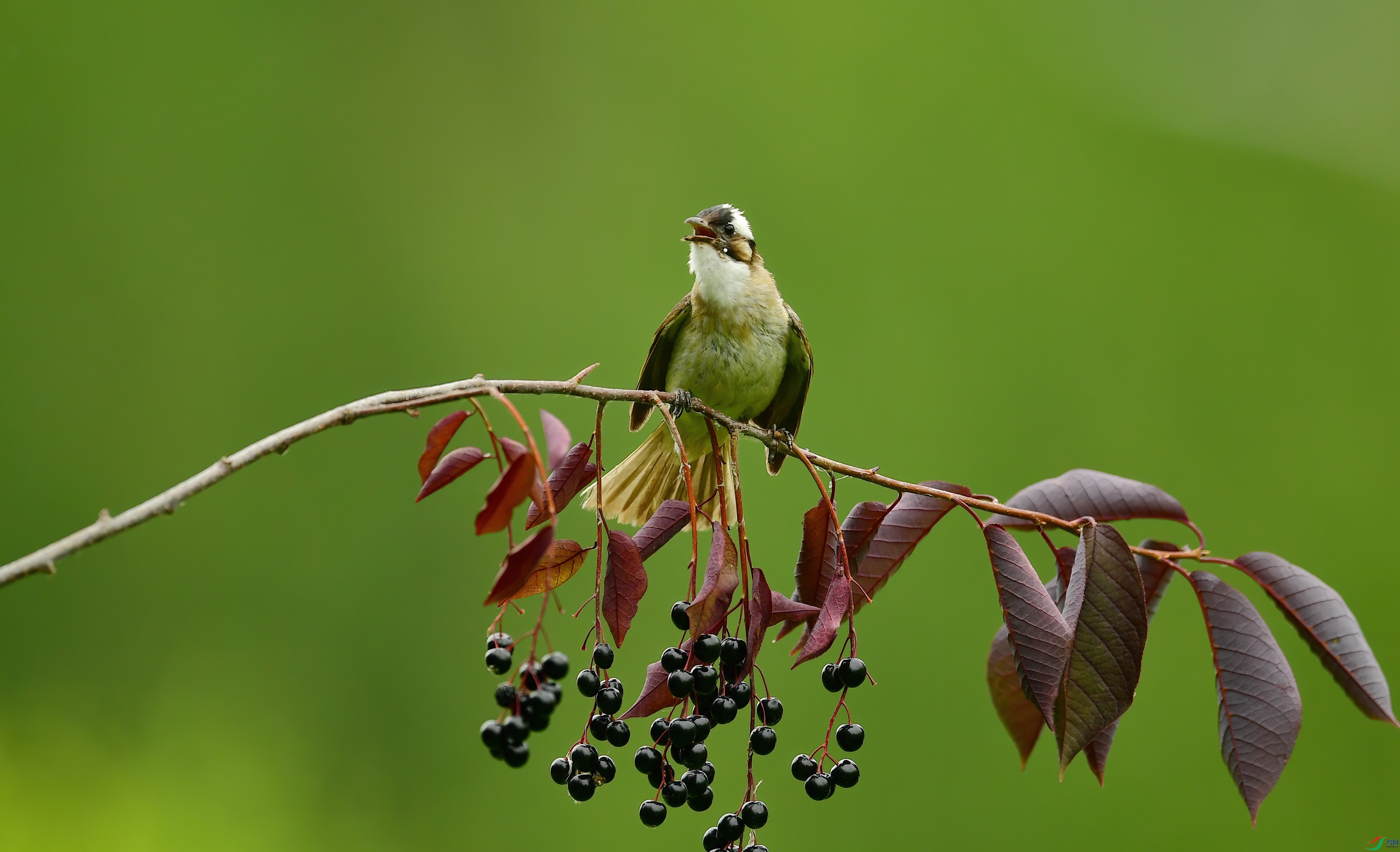 WZL_5080.jpg
