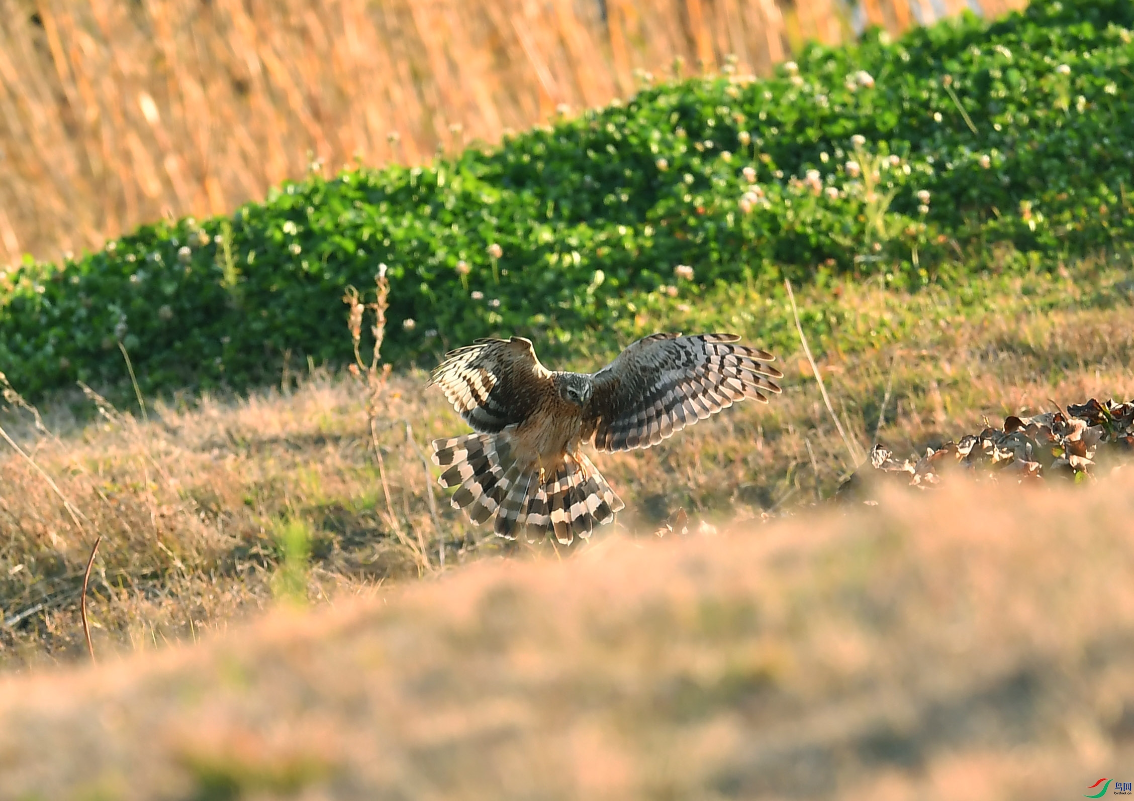 DSC_3235.jpg