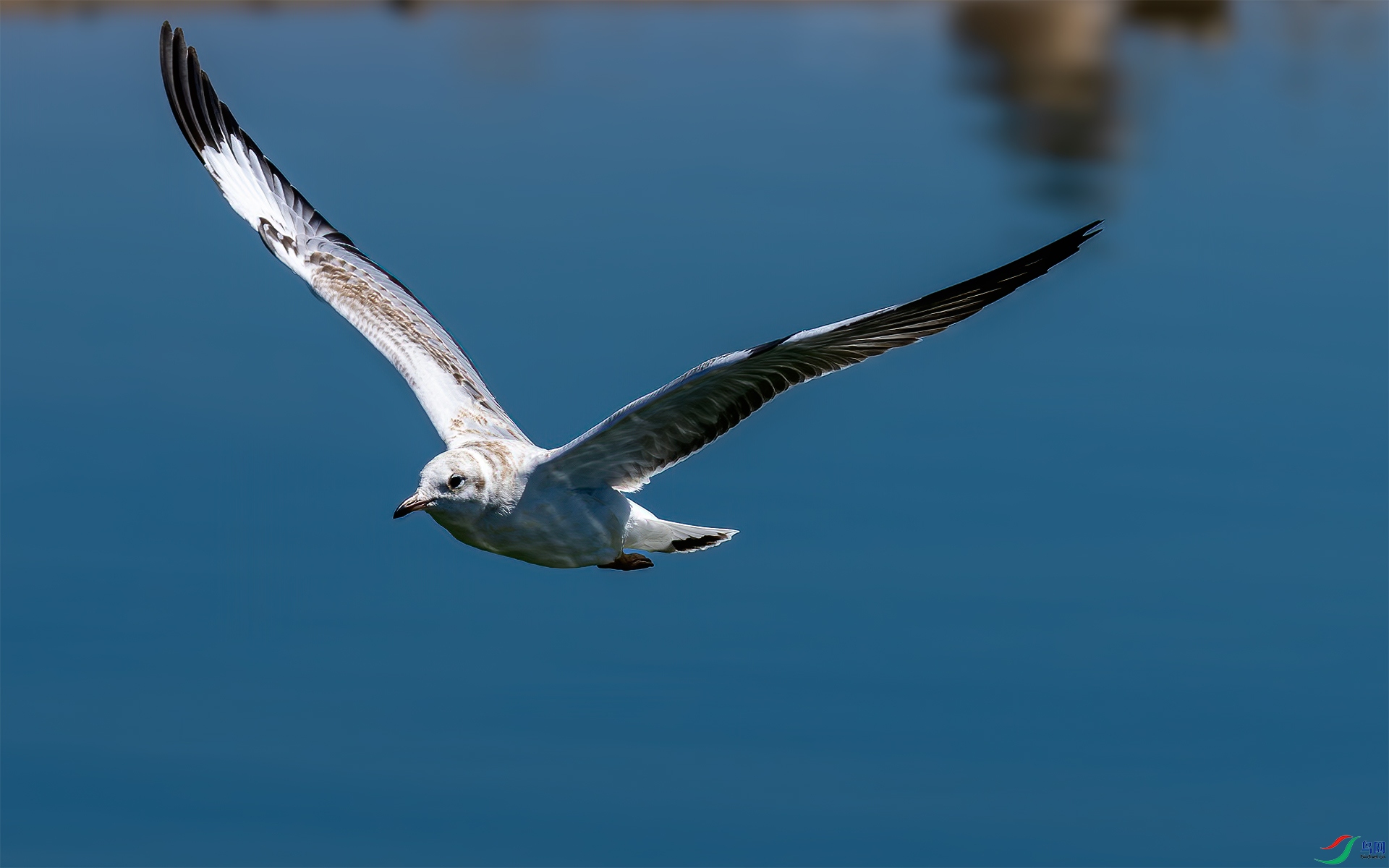 P8210413-����ǿ-NR-1�ຣ������Ÿ.jpg