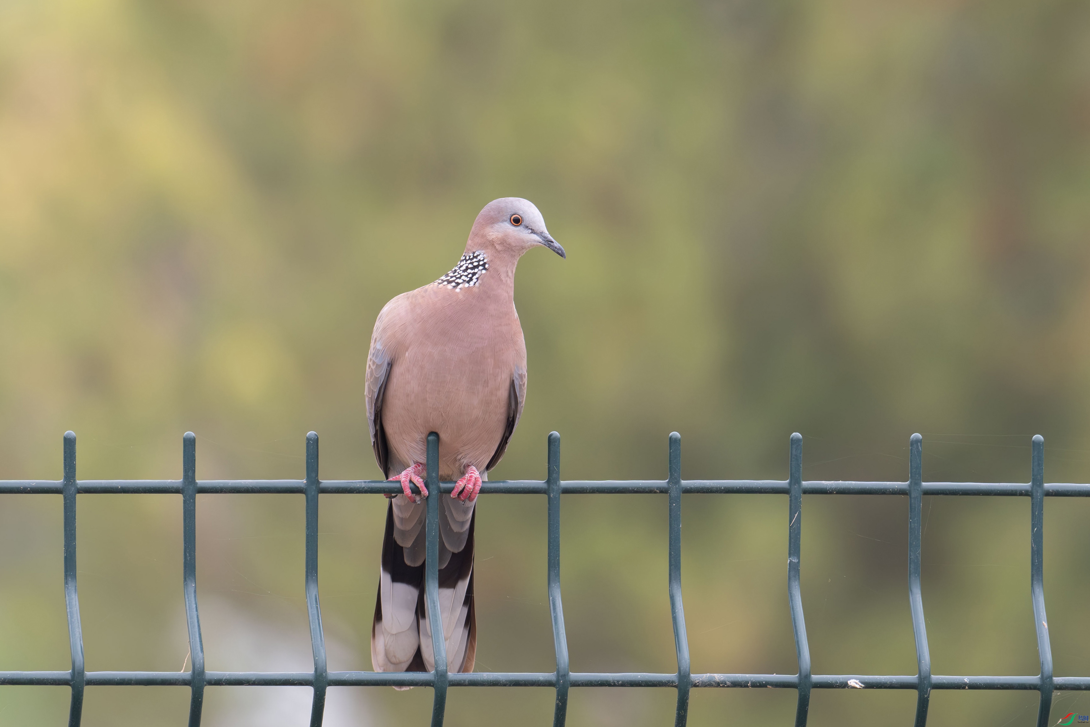 DSC_9298.jpg