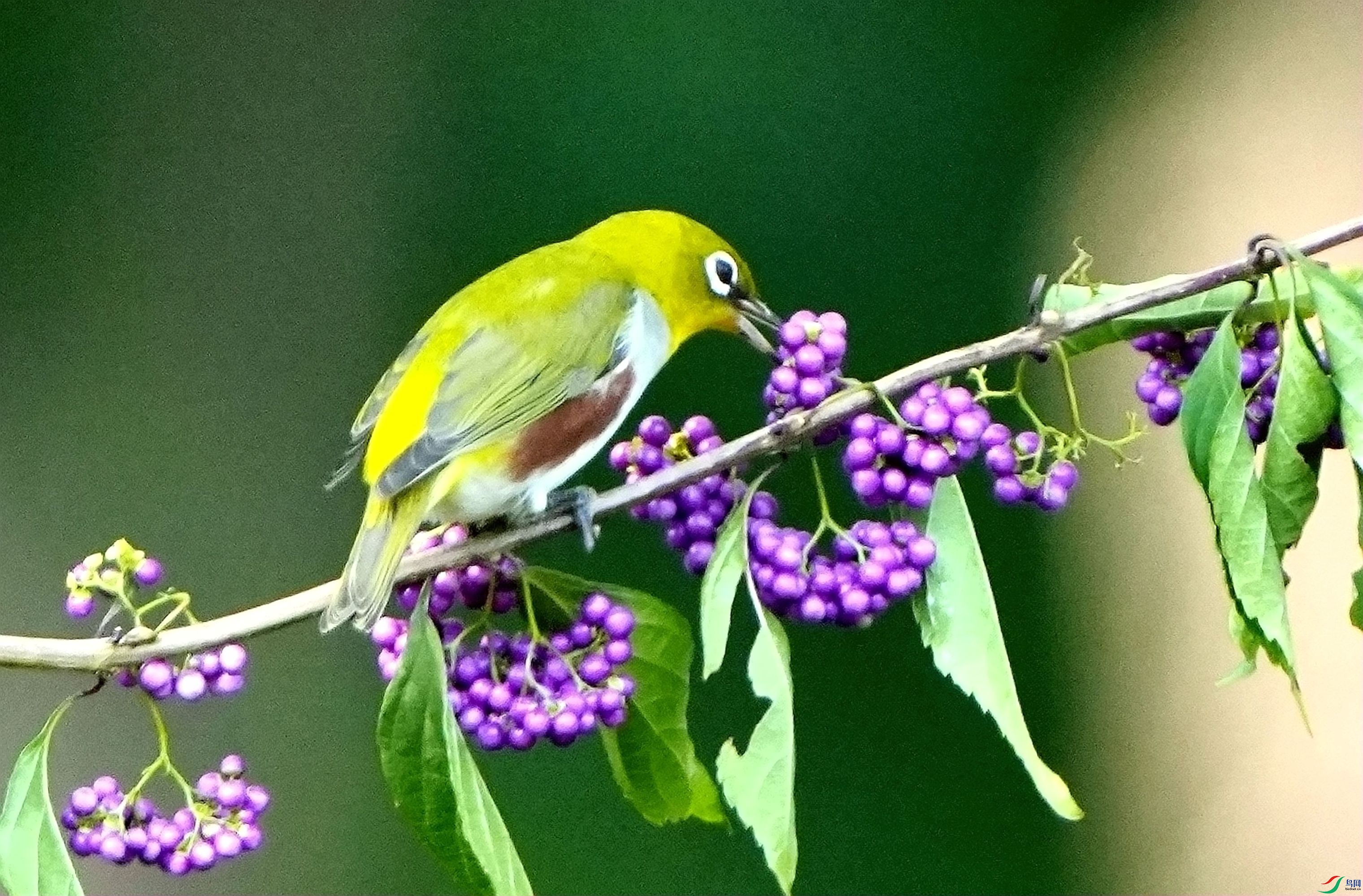 �����ʳDSC09771_����.jpg