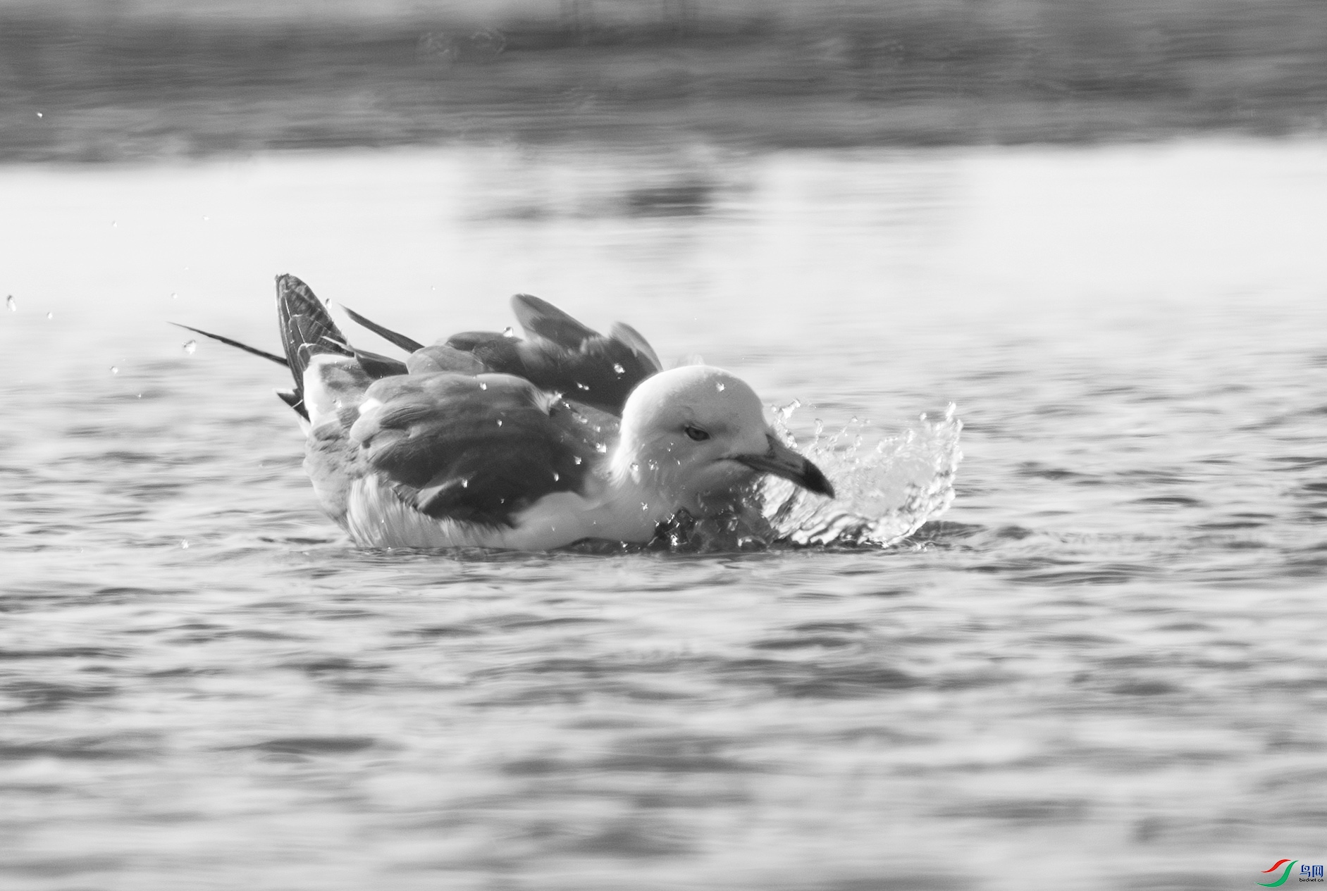 DSC00347-����ǿ-NR ����.jpg