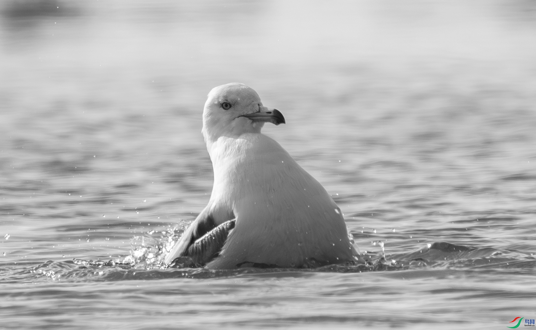 DSC00358-����ǿ-NR ����.jpg