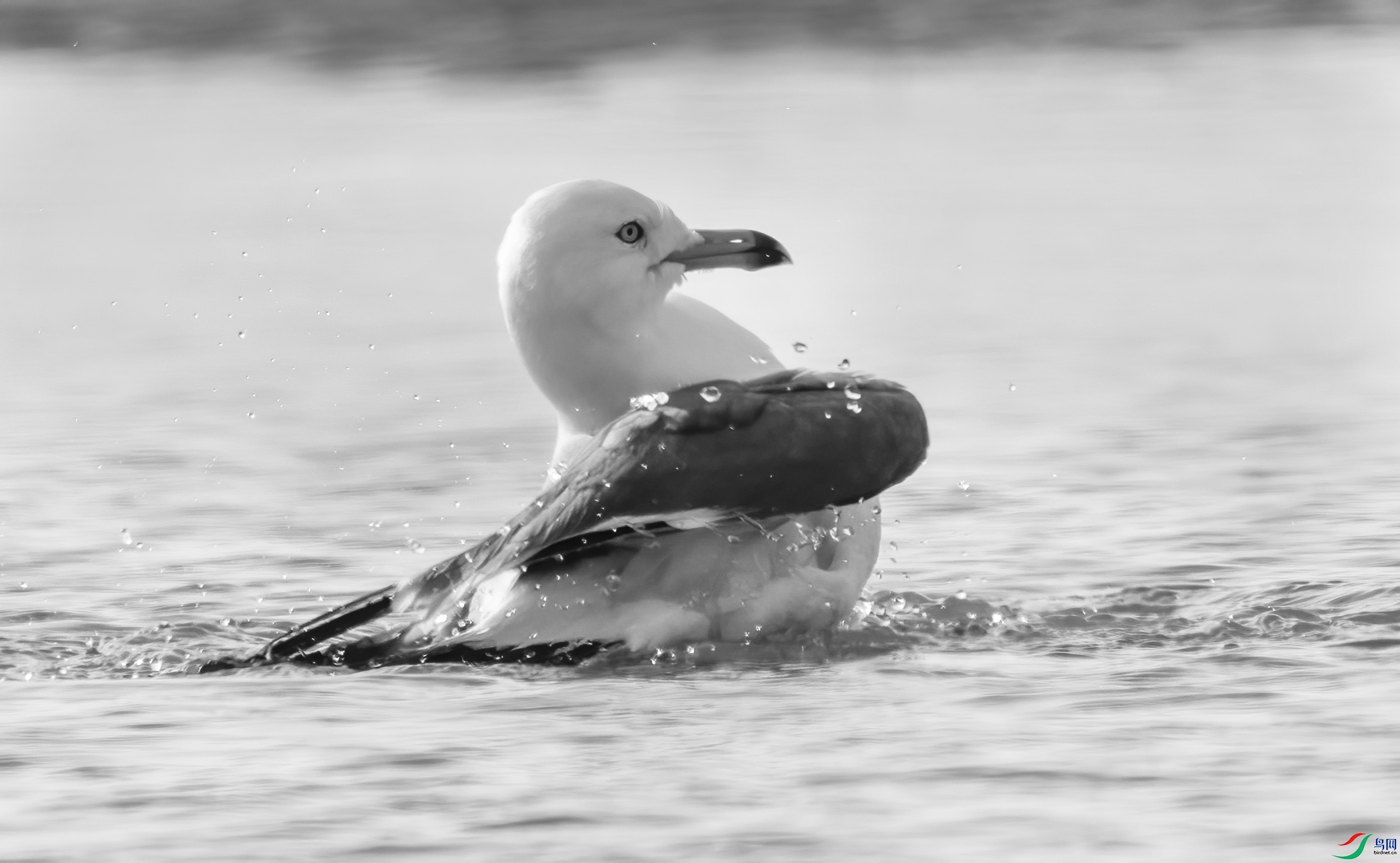 DSC00433 ����.jpg