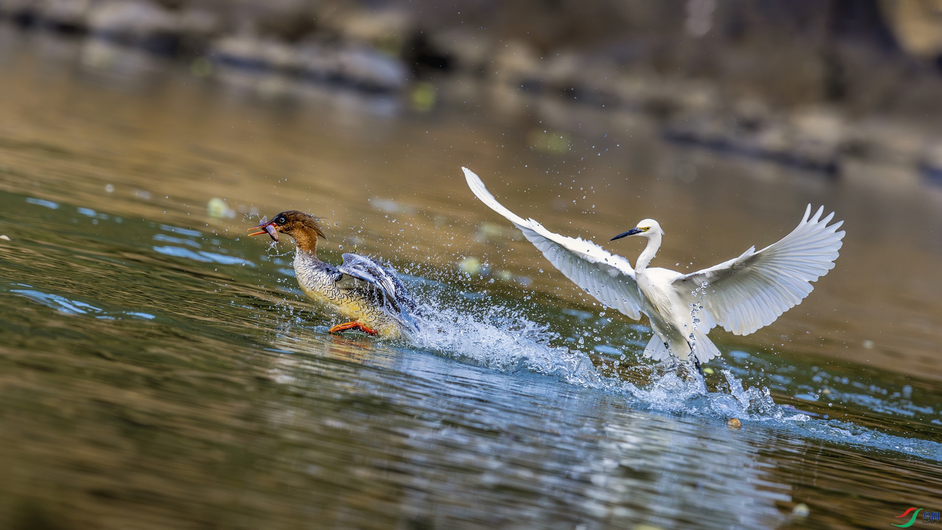 _74A0101-����ǿ-NR-4 ����.JPG