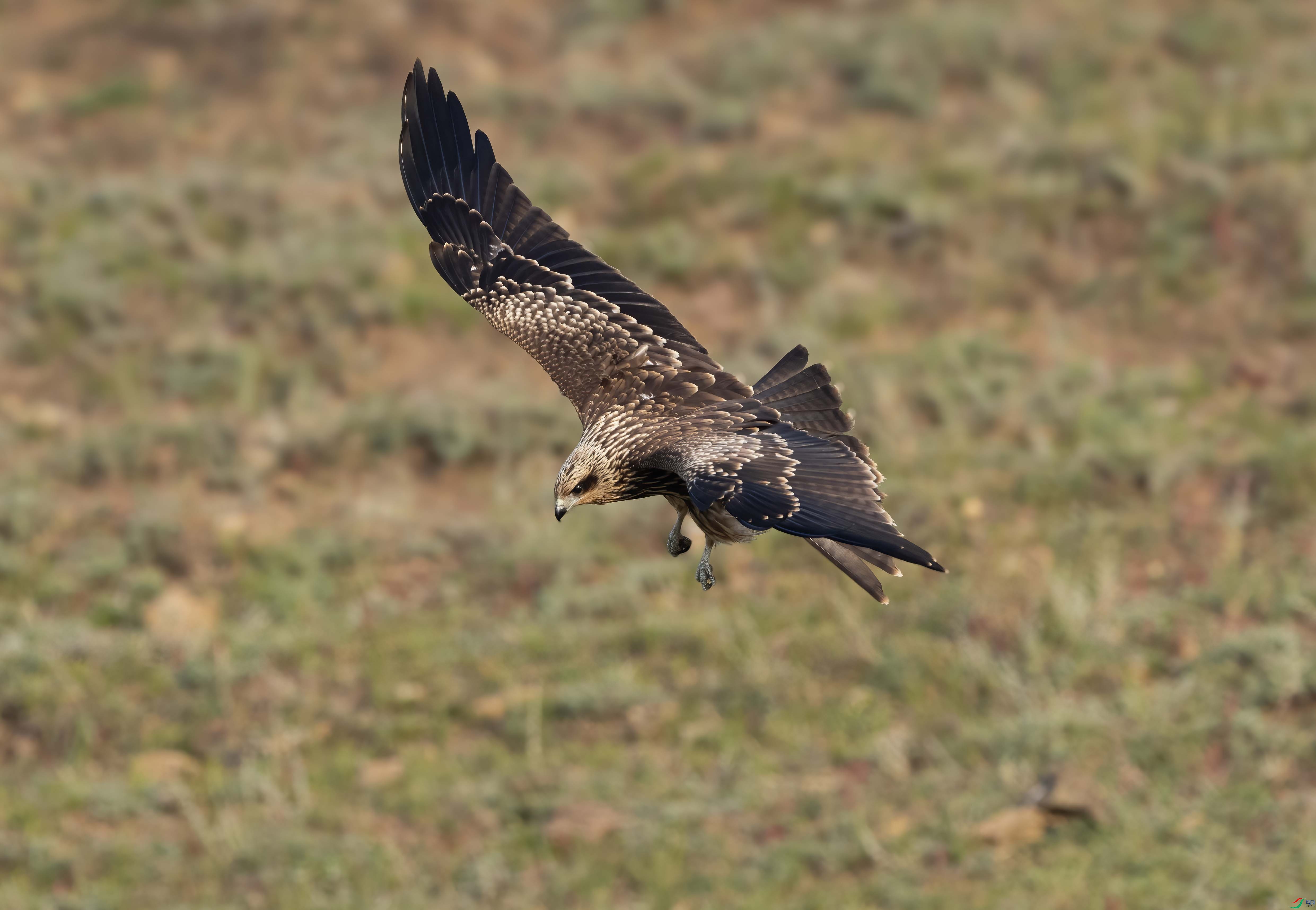 DSC02216 ���� 2.jpg