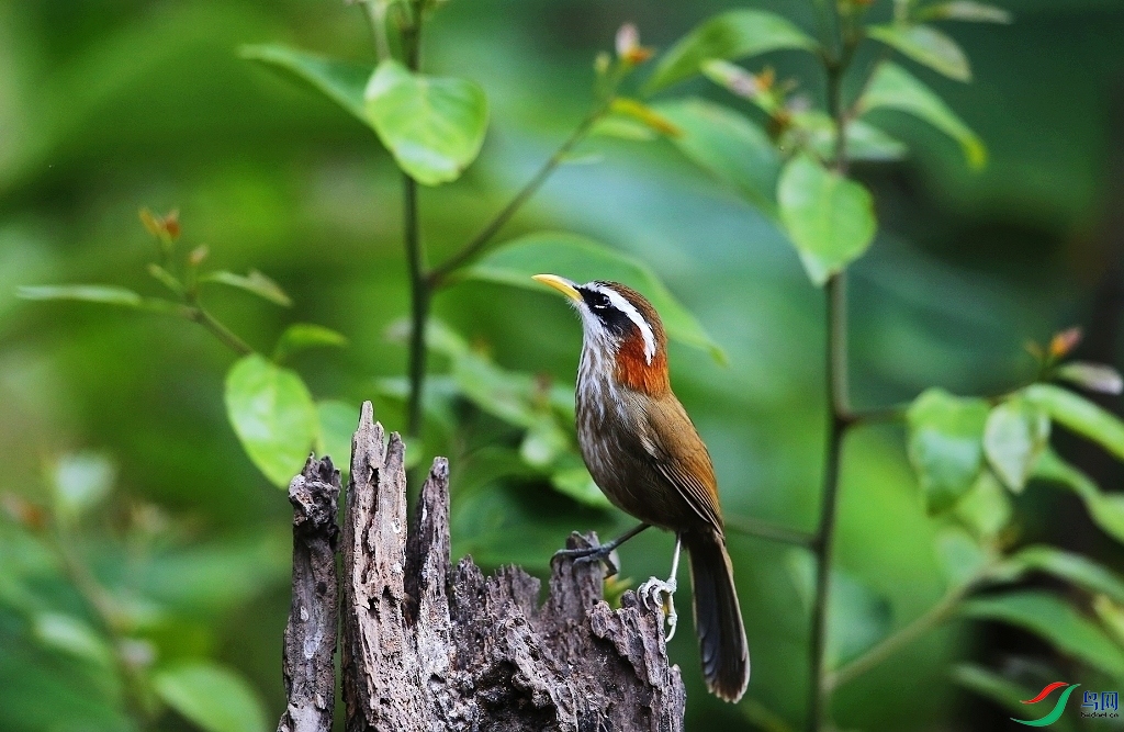 ���� IMGL0161.JPG