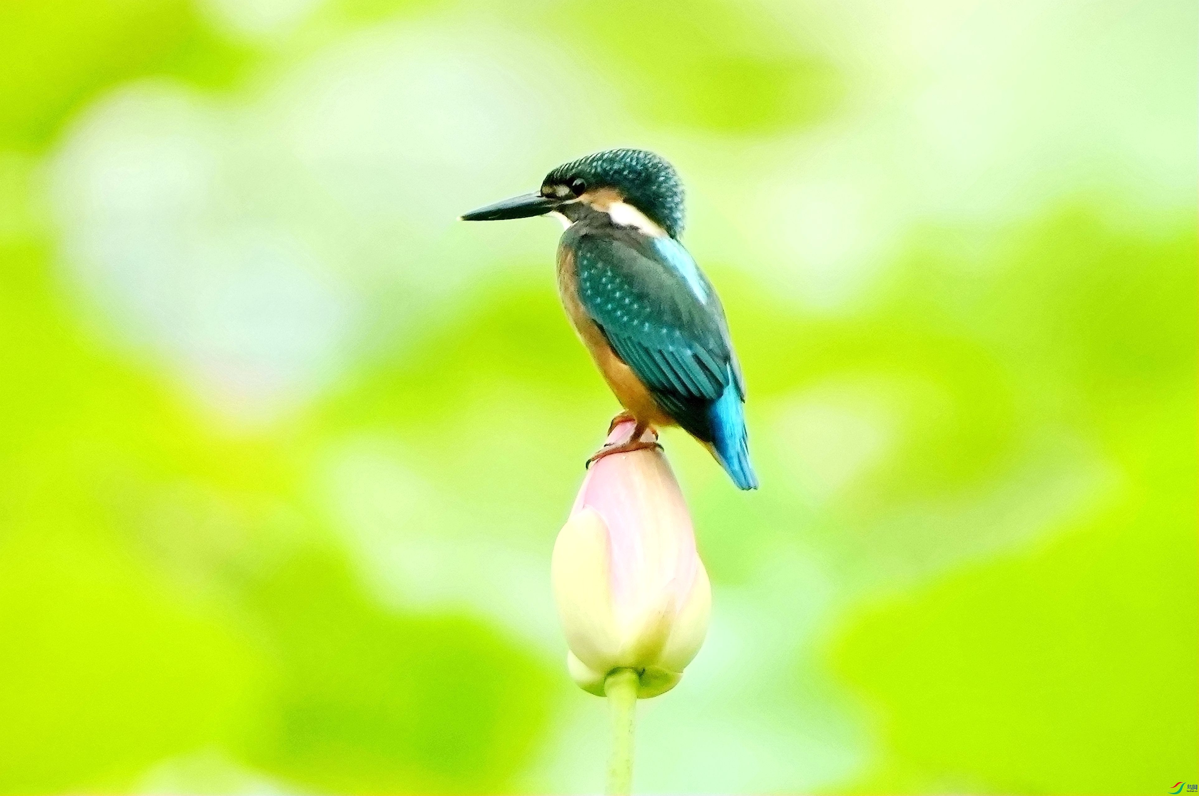 �����ɰ�ͷDSC05107_����.jpg